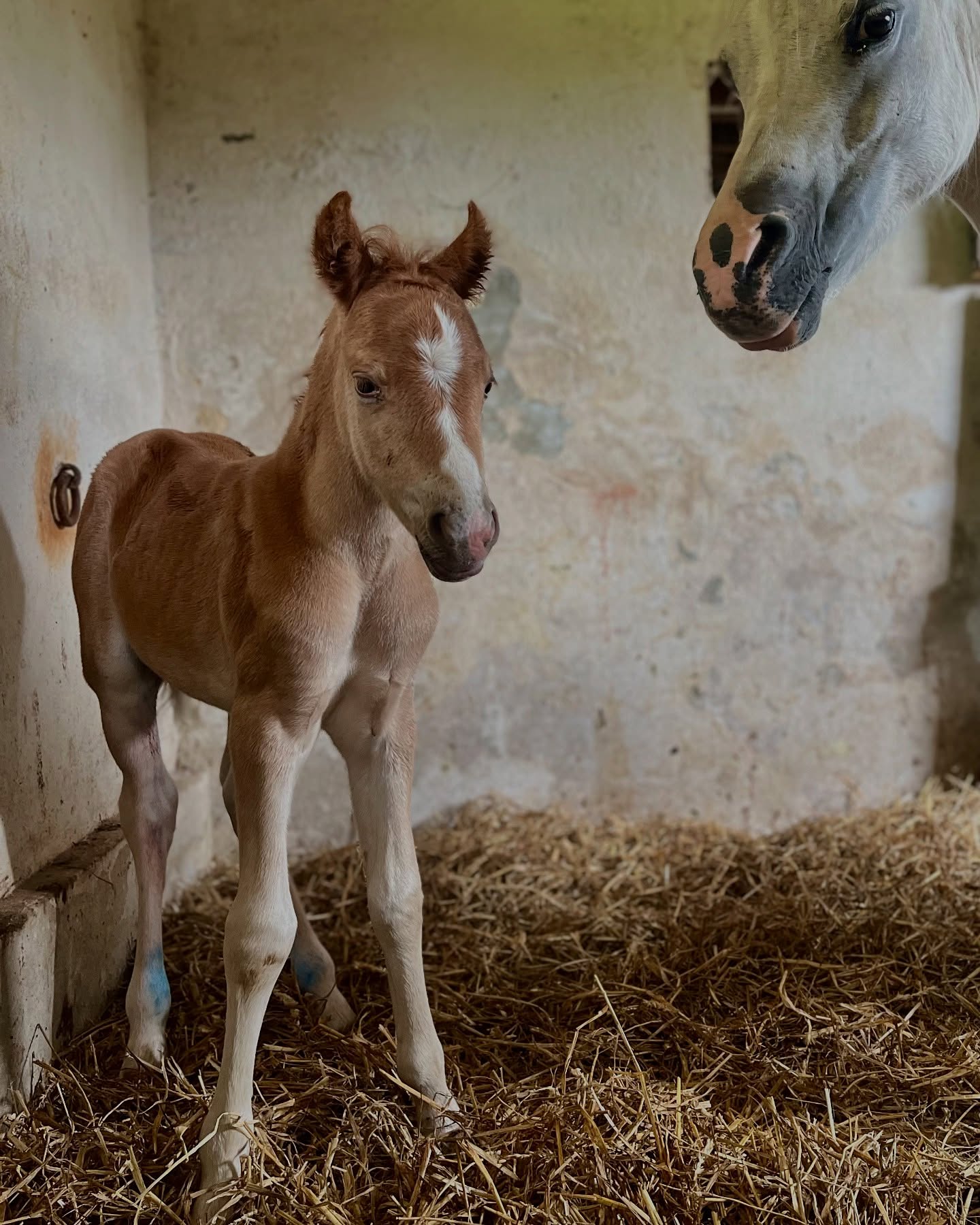Bienvenue Popstar de JIMA 🩵
Un petit mâle issue du croisement FOLY STAR DE FLORYS (VERYSTAR KERVEYER) X COELENHAGE’S BLUEANNA.
Il sera bientôt disponible à la réservation ✨
#foal #poulain #horse #cheval #elevage #elevagedejima