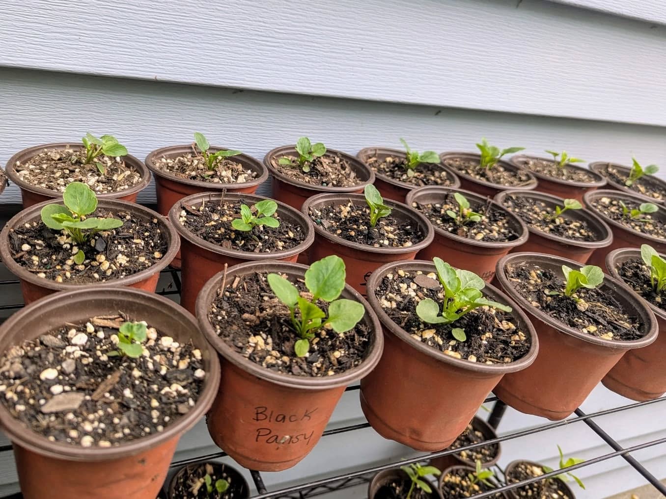 Impatiently waiting for one of my favorites to be ready for new homes - black pansies! 🖤 And some great stickers that a sweet customer left on the plant stand yesterday 🪱
Plant stand is out until 7pm today! 1438 Newman Ave Lakewood
#druidgreenhouse #gardenersofcleveland #smallbusiness #smallbusinesslakewood #plantsale