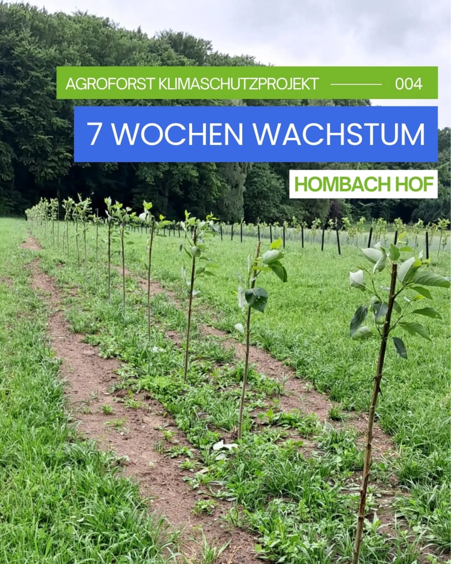 🌱 Anfang April haben wir 1.200 Bäume auf den Flächen des @hombach_hof in Bassum/Niedersachsen gepflanzt. Jetzt, sieben Wochen später, sind die Pappeln alle gut angewachsen und die Blätter sprießen. Wir freuen uns sehr über das tolle Wachstum des gemeinsamen Klimaschutzprojektes.
🌳 Die Pappelruten wurden im April gesteckt. Sie ergeben insgesamt eine Gehölzfläche von rund 0,62 Hektar und wachsen auf einer Agroforstfläche von 1,38 Hektar. Bis zur ersten Ernte werden die Pappeln etwa 7-8 Jahre wachsen. VIVO Carbon begleitet in dieser Zeit die Pflege der Agroforstsysteme und garantiert die stoffliche Holznutzung als dauerhaften CO2 Speicher. Nach der Ernte treiben die Bäume aus den Wurzelstöcken wieder aus.
💸 Finanziert wird das Klimaschutzprojekt auf dem Biohof Turnow durch Spenden oder den Erwerb von Klimaschutzleistungen - jeder Betrag hilft, die Agroforstsysteme zu finanzieren und somit schnell und langfristig CO₂ zu binden.
Unterstützen Sie unser Projekt auf dem Hombach Hof - Gemeinsam pflanzen wir Bäume!
Mehr Infos über die Projekte und VIVO Carbon
👉 Link in Bio
#agroforst #agroforstsysteme #co2 #klimaschutz #umweltschutz #biodiversität #klimawandel #naturschutz #vivocarbon #regenerativelandwirtschaft #agroforestry #agroforestrysystems #biodiversity #carbonremoval
@defaf_ev
@lignovis
@landvolkniedersachsen