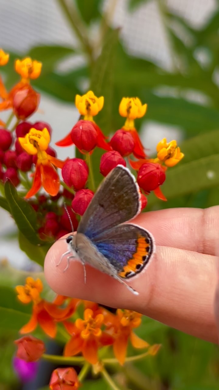 đŚ The Acmon Blue butterfly might be small, but its colors are anything but subtle! đđ§Ą With brilliant blue upper wings and vibrant orange spots on the underside, itâs like a tiny flying gem in the garden.â¨
These beauties are mostly found right here in California, so we feel extra lucky to have spotted them dancing through the flowers yesterday! đźđż
Have you seen one before? Theyâre easy to miss â but unforgettable once you do.
#Blackborg #AcmonBlue #CaliforniaButterflies #TinyButMighty #BlueAndOrangeBeauty #ButterflySpotting #GardenMagic #ButterflySanctuary #NatureInColor #ButterflyReels