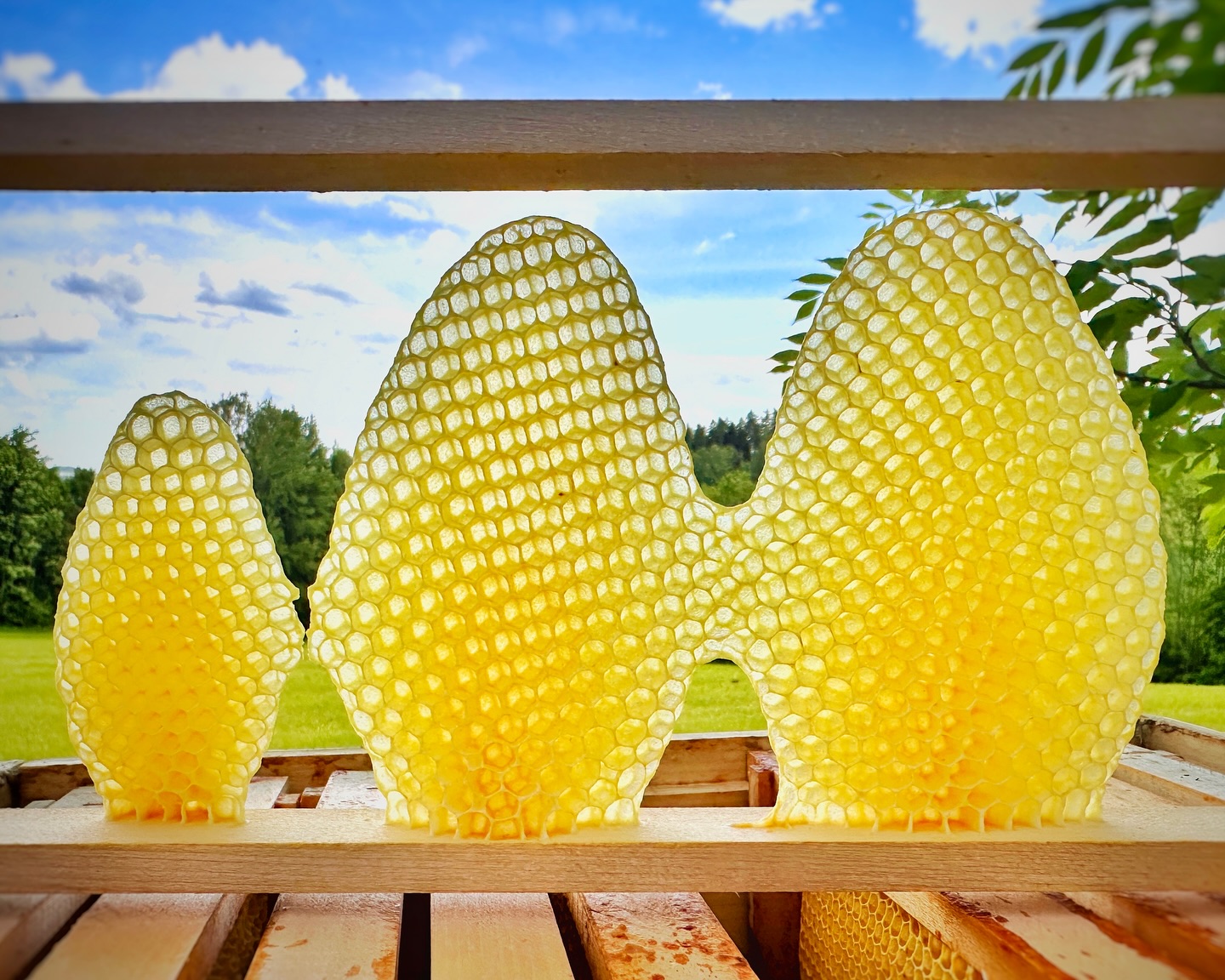 So entsteht unser Bio-Wabenhonig. 💛 Hier bauen die Bienen ihre Waben ganz natürlich und ohne vorgegebene Mittelwände. Das Ergebnis sind reine, unberührte Waben, die wir im Ganzen ernten – damit sie genau so auf eurem Tisch landen, wie sie im Bienenstock entstanden sind… 🐝🌻 #Honig
#Wabenhonig
#BioHonig
#Rohhonig
#Imker
#Imkerei
#Bienenliebe
#NachhaltigLeben
#Superfood
#Naturprodukt
#CleanEating
#RegionalEinkaufen
#FromHiveToTable
#OrganicHoney
#BeekeeperLife
#SupportLocal
#FarmToTable
#Honeycomb
#NaturalSweetener
#SustainableLiving
#honigausösterreich