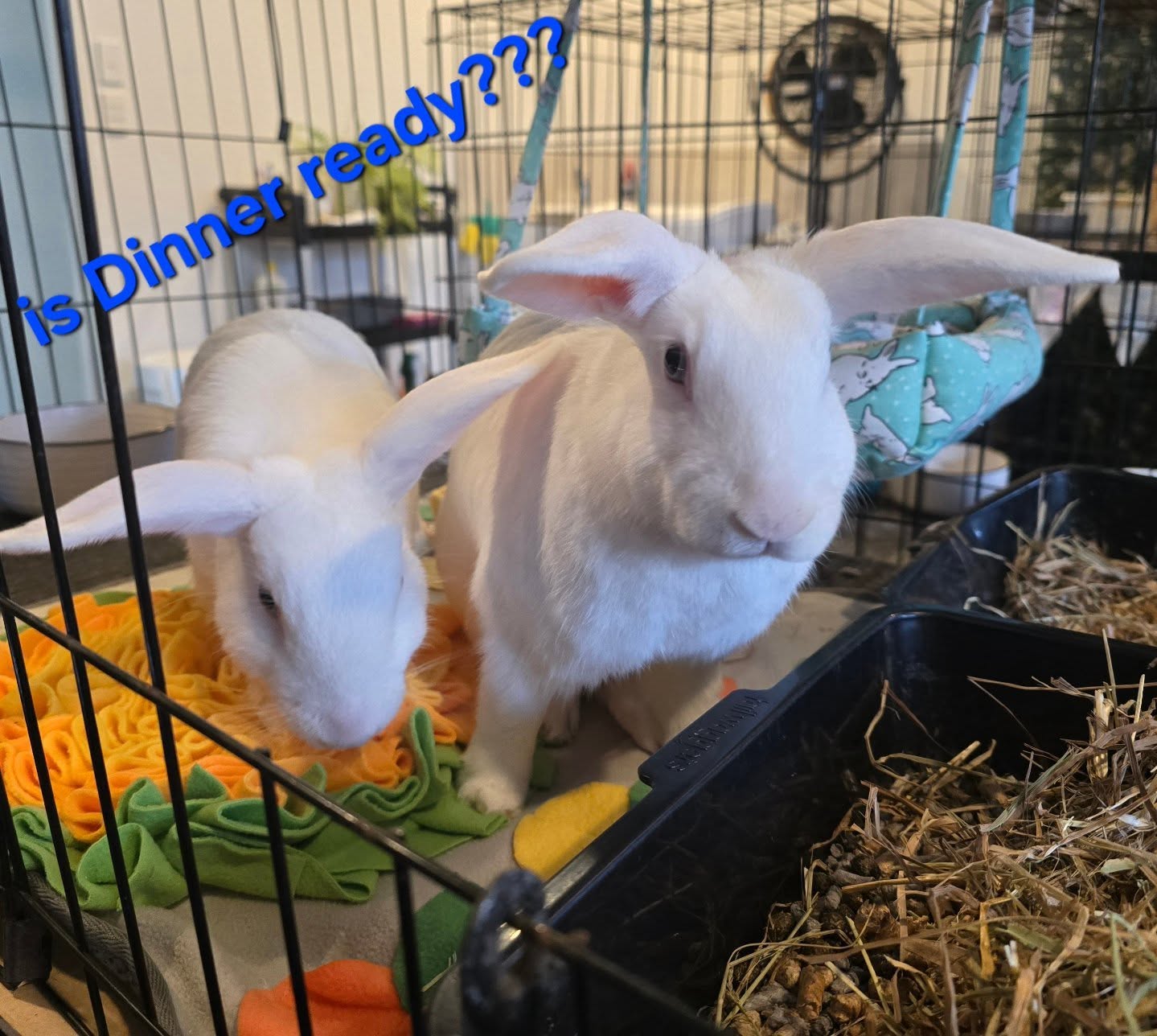 Dinner ready?? From the lovely brotherhood, having an awesome time at their favorite hotel!! The bunny hotel @thecoolbunnysittersakl
#thecoolbunnysitters ##bunnylovers #rabbitsitting #petsitting #bunny #bunnysitting #aucklandbunnies #petcare #petcareservices #bunny