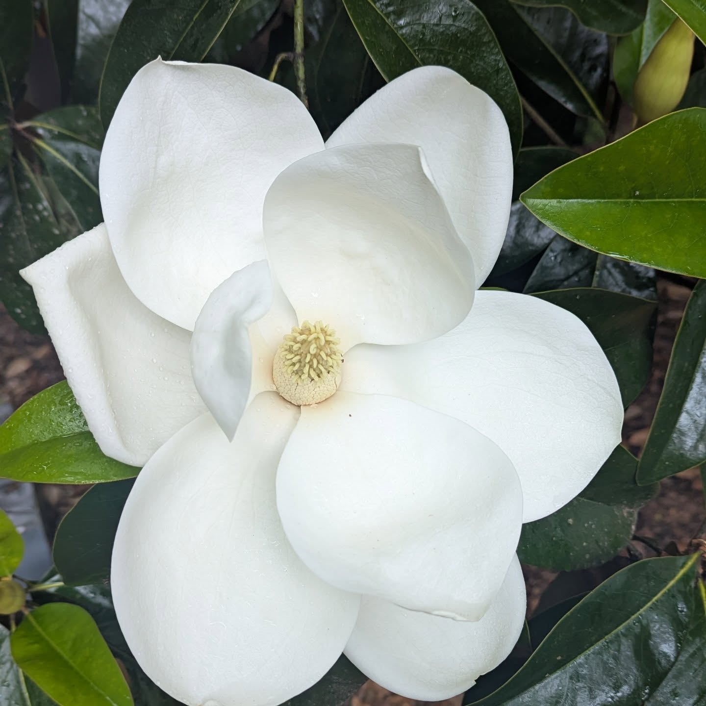 That's a wrap! The Counterpane 2024/2025 school year is officially over and what a year we had 😍 We hope you all have a wonderful, amazing, restful summer and we'll see in July! 🌞⛱️🌈🌷🌺🌊😎