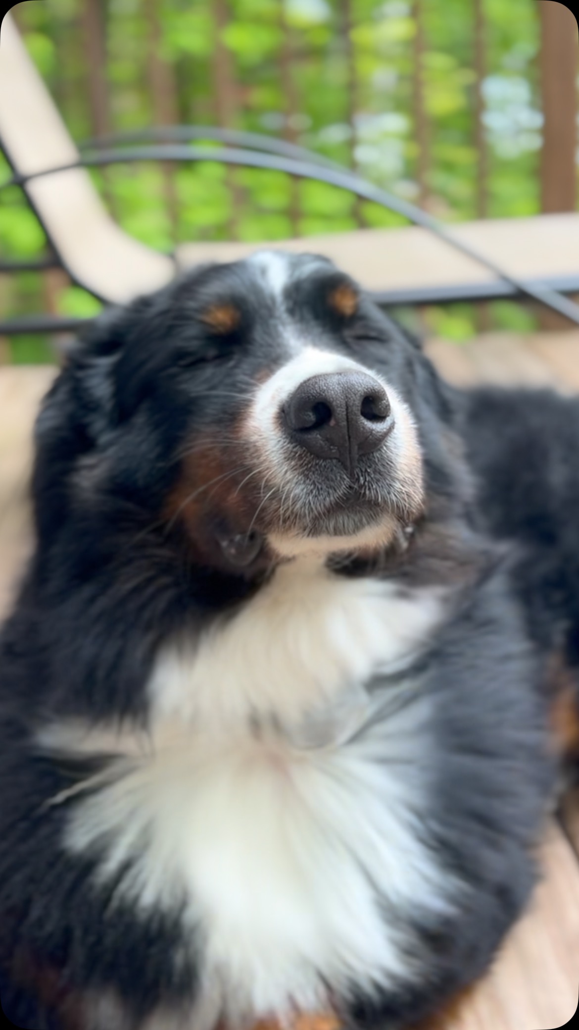 B L I S S 😌
Ernie has loved getting blow dried ever since he was a little pup! How fabulous does that Berner floof look in the breeze?
Can’t recommend getting a dog blow dryer enough, especially if you have dogs who love to swim like ours do. The boys have never had a hot spot! It takes a little bit of time to dry them off, but they get so poofy and cute 😂