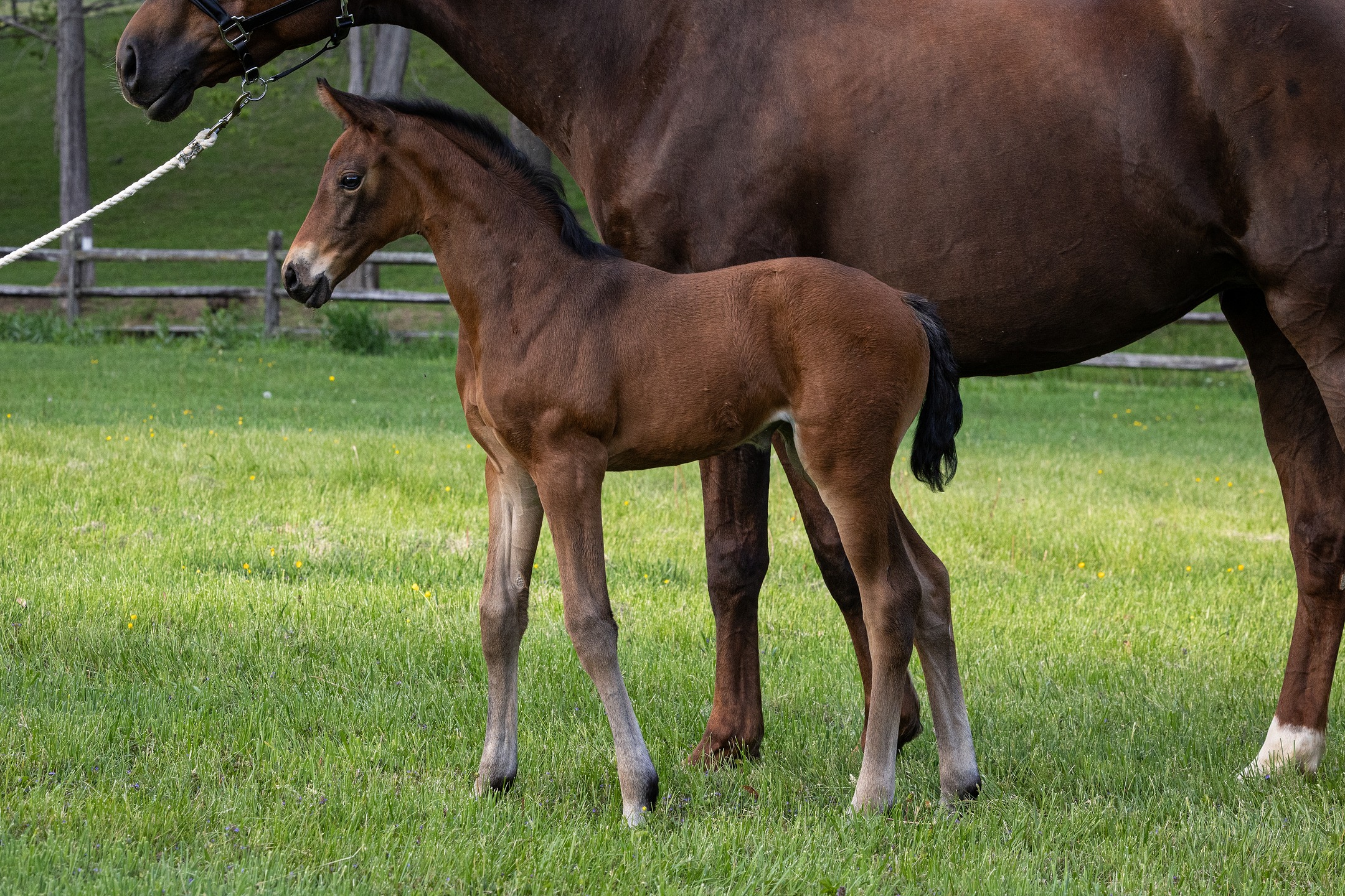 Madonna QC, Monterey x Franziskus FRH x Royal Classic filly. Already sold into a development home!
#quanticosporthorses #breedingwithapurpose #breedingforthefuture #usbred #equine #horses #horsesofinsta #horsesofinstagram #dressage #dressagehorse #franziskusstallion #franziskusfrh #montereystallion #hanoverian #hannoveraner #americanhanoveriansociety #foalsofinstagram #2025foals #foalsof2025