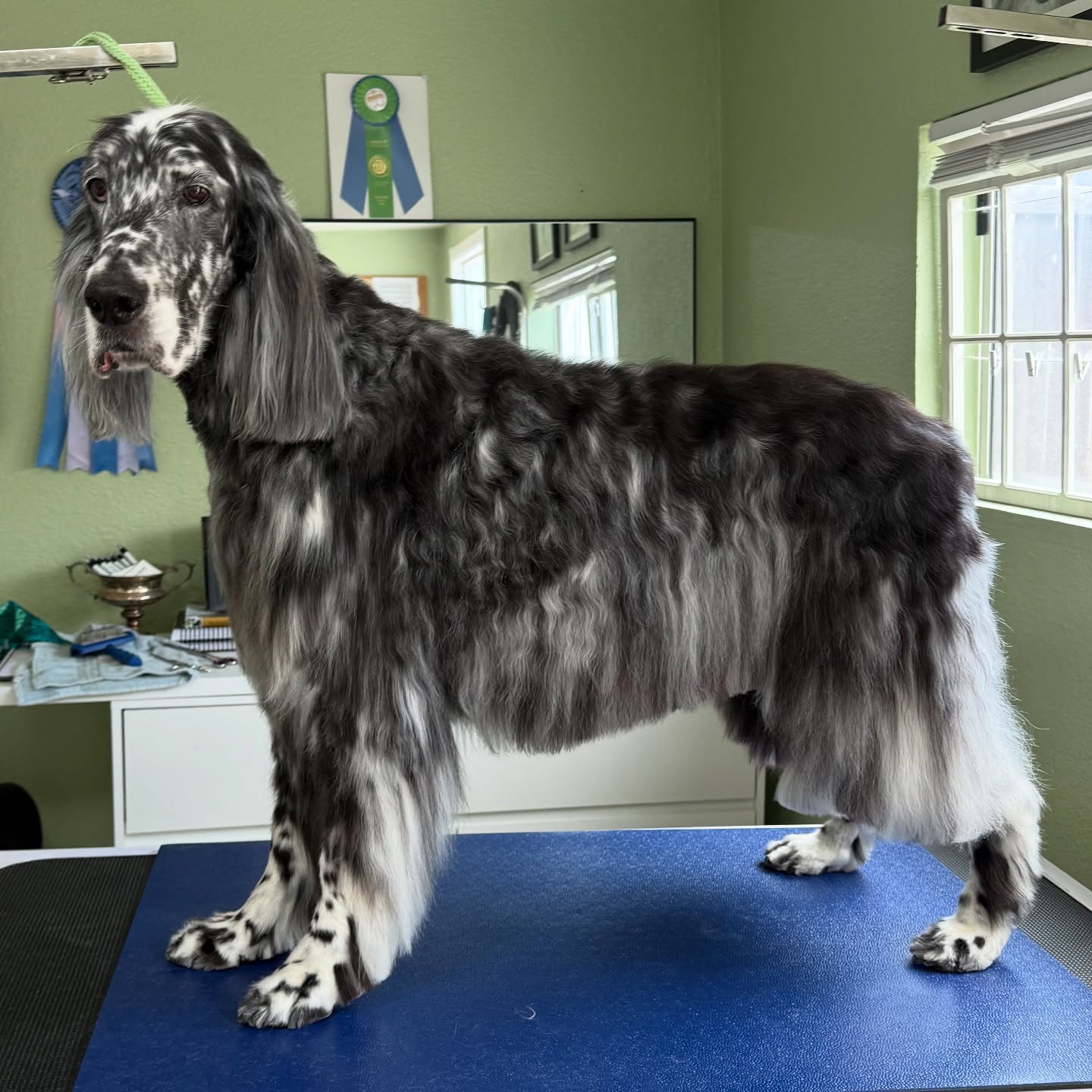 The one and only Boonie Boy! ❄️
He knew treats were coming!! (last picture) 🐾
This young man, a spry 11 year old English Setter, is a retired Grand Champion in AKC and now lives his best life with his mom in Poway. Working on getting his coat texture back as he was previously shaven, still handsome as ever but when his mom had tears in her eyes to see his coat come back to life— well that made my day!
Educating on the importance of texture in dogs coat is vital. Correct coat texture not only help repel water but allows them to run through brush and shake out burrs rather than cotton coat that will trap it. Of course medical cases can be an exception, but don’t be afraid to ask your groomer questions on why they suggest something.
#englishsettersofinstagram #englishsetter #doggroomer #sandiegodogs #sandiegodoggroomer #biogroom #akc #purposelybredpurebred