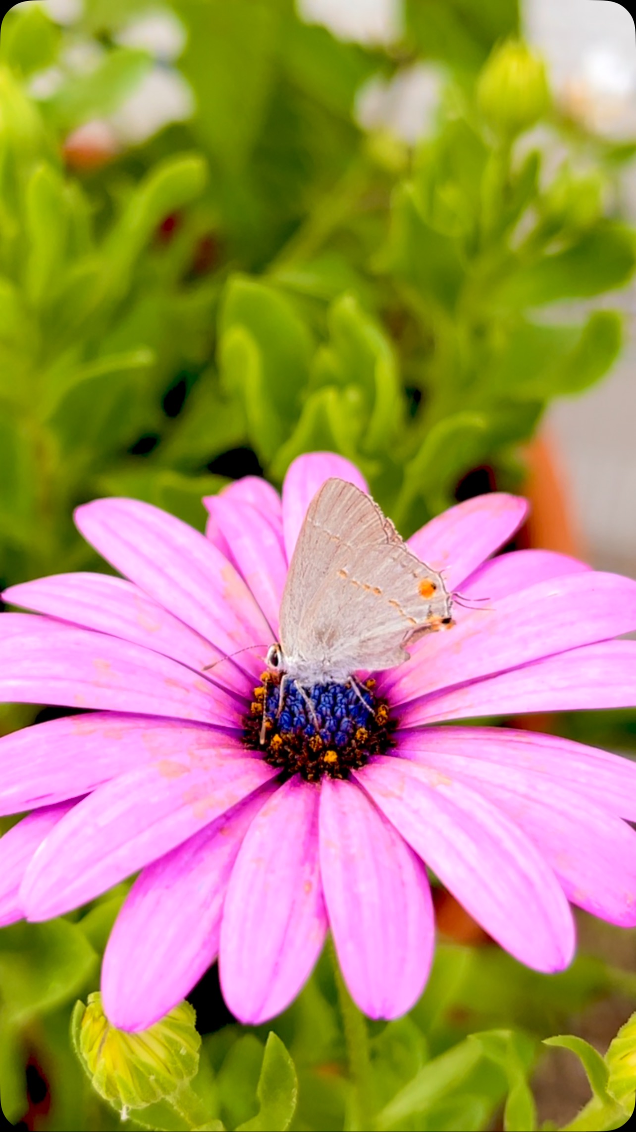 đŚ Meet our tiny new friends â the Acmon Blue butterflies! đ We spotted them fluttering through the garden yesterday, and theyâre absolutely enchanting. These little wonders are smaller than a dime but full of personality! â¨đż
Fun fact: Acmon Blues have a fascinating relationship with ants â the caterpillars actually produce a sweet substance that attracts ants, and in return, the ants protect them from predators. đđ Nature is wild, right?
Keep your eyes peeled â you might have Acmon Blues in your own garden and not even know it!
#Blackborg #AcmonBlue #TinyButterfliesBigImpact #PollinatorFriends #ButterflySanctuary #BackyardButterflies #ButterflyMagic #NatureFacts #ButterflyReels #butterflylifecycle #pollinatorgarden #butterflykits #naturelovers #butterflyrelease #handsonlearning #butterflyfacts