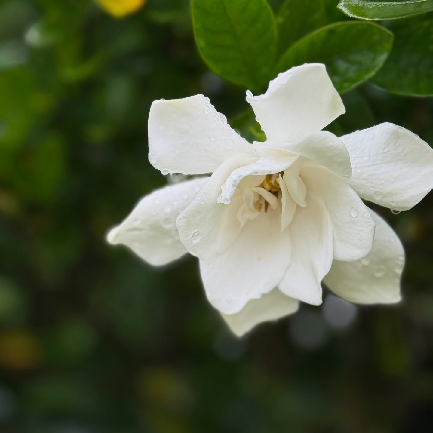 Days of rain make it difficult to work outside. Even when there’s a break in the clouds, there is standing water and mud to contend with. But His peace abounds as I see the beauty that blooms from the rain. It’s as if He is whispering to me, “slow down child, breathe it all in. Don’t miss all the small gifts I’m giving you as you rush to finish your next chore.” Joy isn’t out there, somewhere, it’s right here! Don’t miss it.
Psalm 16