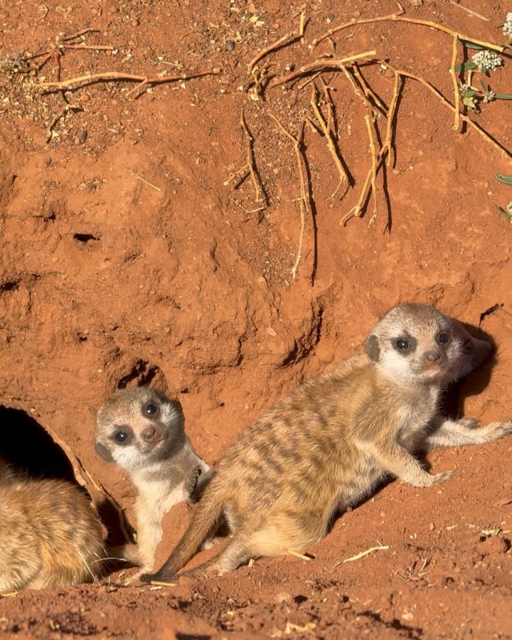 Great news and great success! Our meerkats which we raised and then they returned to the wilderness have babys. The mother is Jenny, the oldest alpha female in the group.
It’s so nice to see that they are doing great living the most free life as they should.
Many meerkats end up in illegal pet market but they are not a great pets. Please always remember that when you see cute videos and you want to have one. They willl always be wild animals and if they are given a chance they will return to the wild.
#meerkats #meerkatbabys #surikate #surykatki #wildlifenature #babys #meerkatsofinstagram surykatki