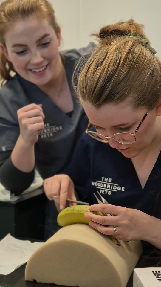 As you may already know, this month is Veterinary Nurse Awareness Month. We would like to take this opportunity to appreciate all the hard work and dedication shown by our veterinary nurses 🩺💚
Today, our vets Simon and Emma, gave a talk to our nurses about suture materials and suturing techniques. Every one of our nurses is committed to learning, teaching, and continuously developing their skills to improve the quality of care they provide 💚
If there’s ever a chance to improve their skills or learn something new – trust us, they’re on it! 🫶💚
#thewoodbridgevets #independentpractice #veterinaryteam #veterinarynurse #suturematerial #suturetechnique #veterinarynurseawarenessmonth #veterinarynursetraining