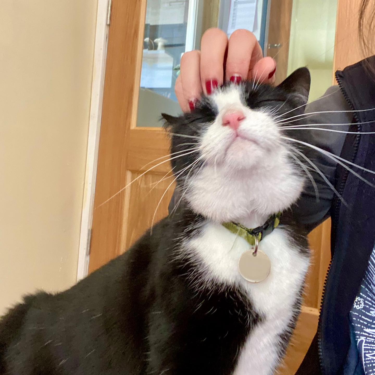 Hitting the spot 😸
#happycat #catlife #blackandwhitecats #headscratches #catcuddles #tuxedokitty #catteryinyorkshire