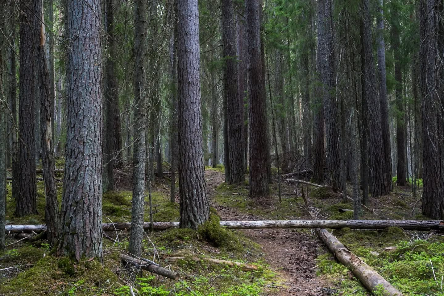 Old growth forest outside Falun, Dalarna, Sweden.
#intheforest
#innature
#innaturephotos
#oldgrowthforest
#dalarna
#falun
#sandersgammelskog