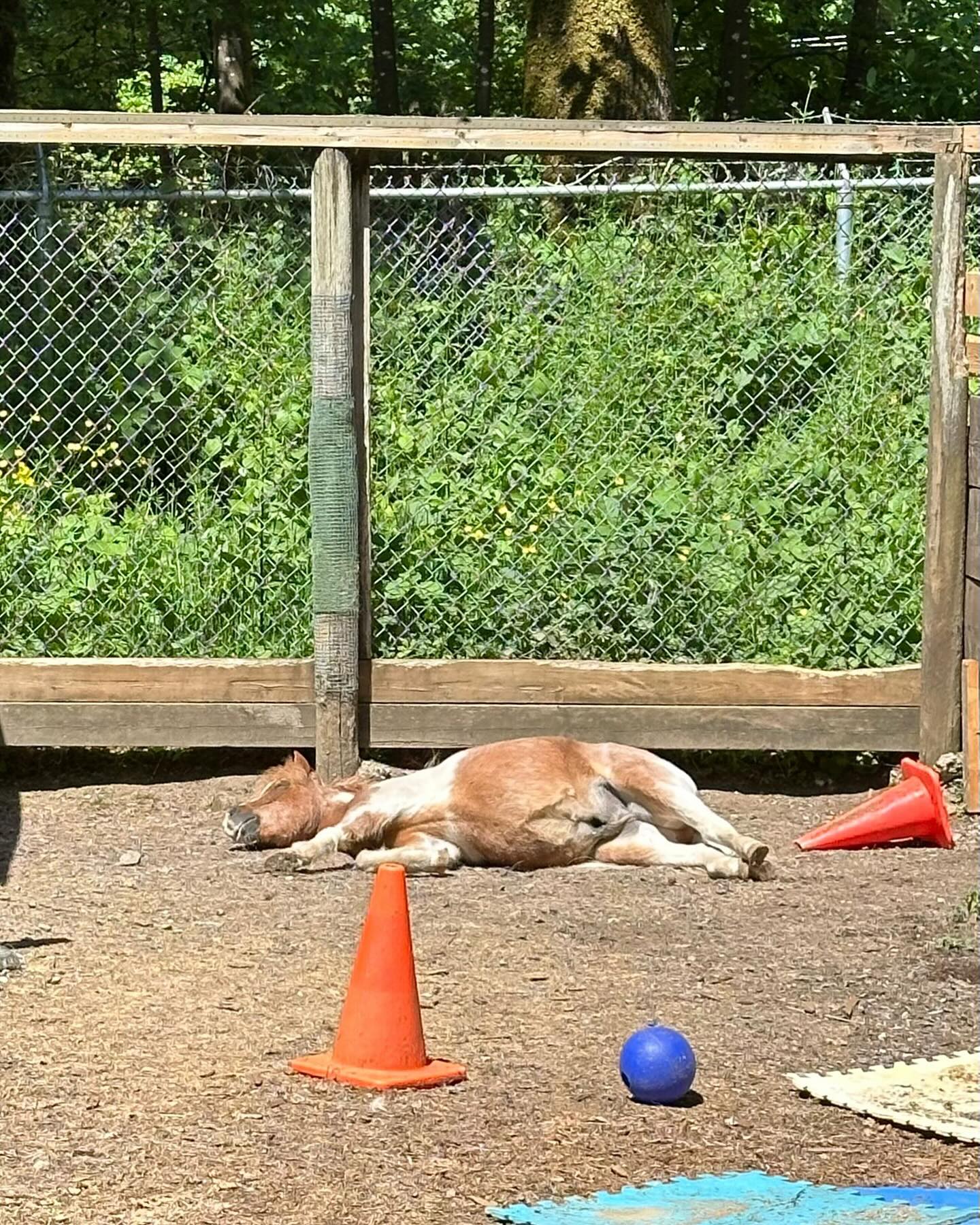 You have been visited by the (small) horse of (small) naps - you are granted one powerful 20m nap
@the8obman credit for photo and power-up