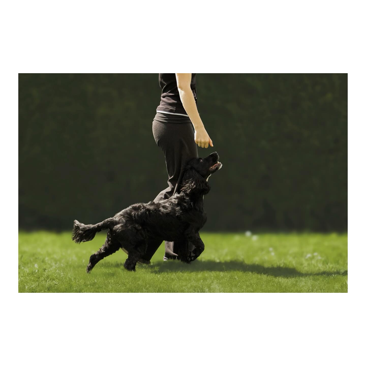 Heelwork 3
Swipe to see the before!
#cockerspanielsofinstagram❤️ #dog #chien #canon #instamood #puppy