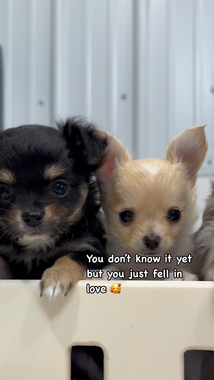 www.myfuzzychihuahuas.com #cuties #chihuahua #fyp #cute #puppy #trending #puppy #available #chihuhauasofinstagram