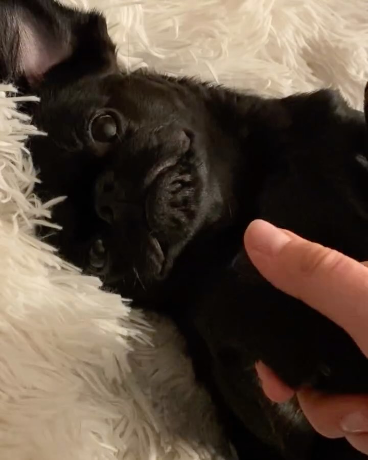 Happy 6th birthday to the love of my life, to the best decision I ever made, to the little man who constantly keeps stealing my heart. You have been to so many places in your short life and in every corner of the world there are so many people who love you! I could not be more proud of you, my little monkey! 🤍🐾