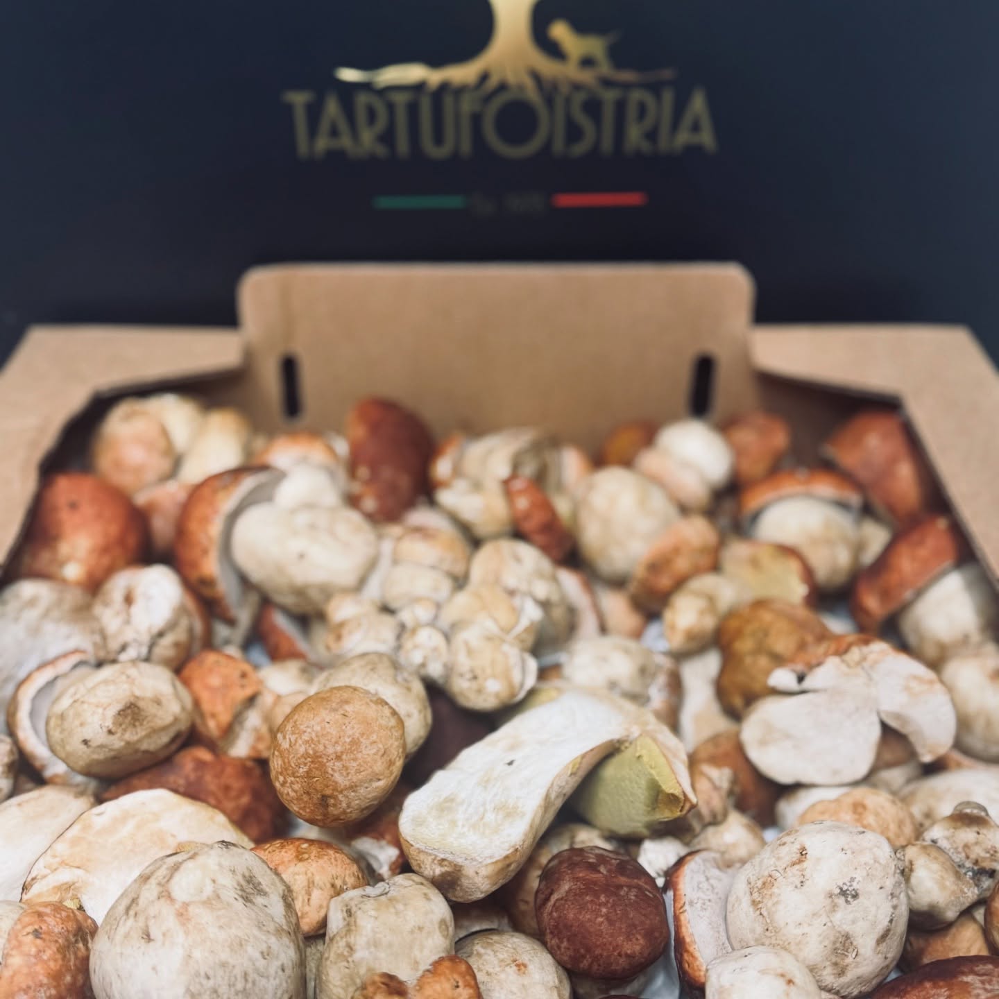 Fresh from Forest fresh Porcini!!!!!#porcinifresh