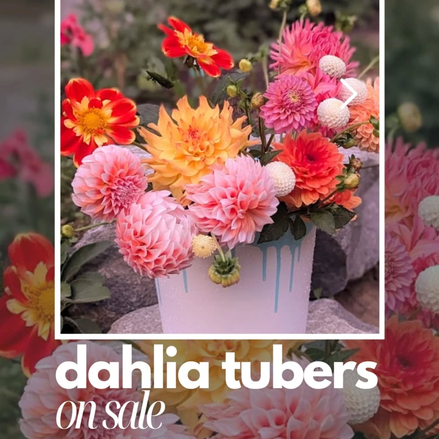 This is an excellent time to plant Dahlia tubers for blooms this summer! $5 each. These varieties are 3-4 feet tall. Message me or comment with the ones you'd like!! Let me know what questions you have. 🌼
#gigharborflowers #dahlias #dahliatubers #gigharbor #plantnursery #garden #gigharbormoms #firesplash