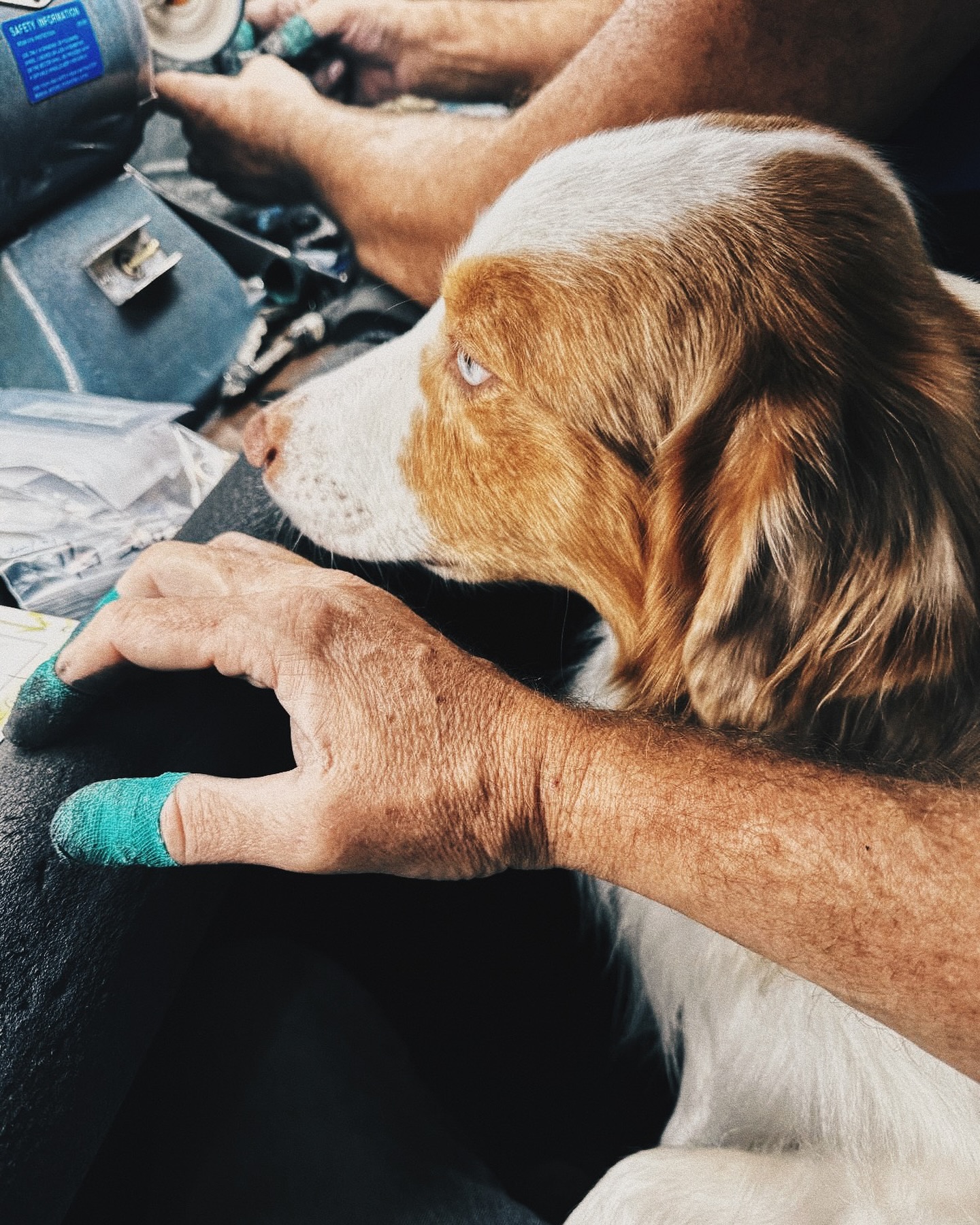 Bring your kid to work day! 😁
Copal is supervising the Polish machine like a pro. Quality control never looked this cute!