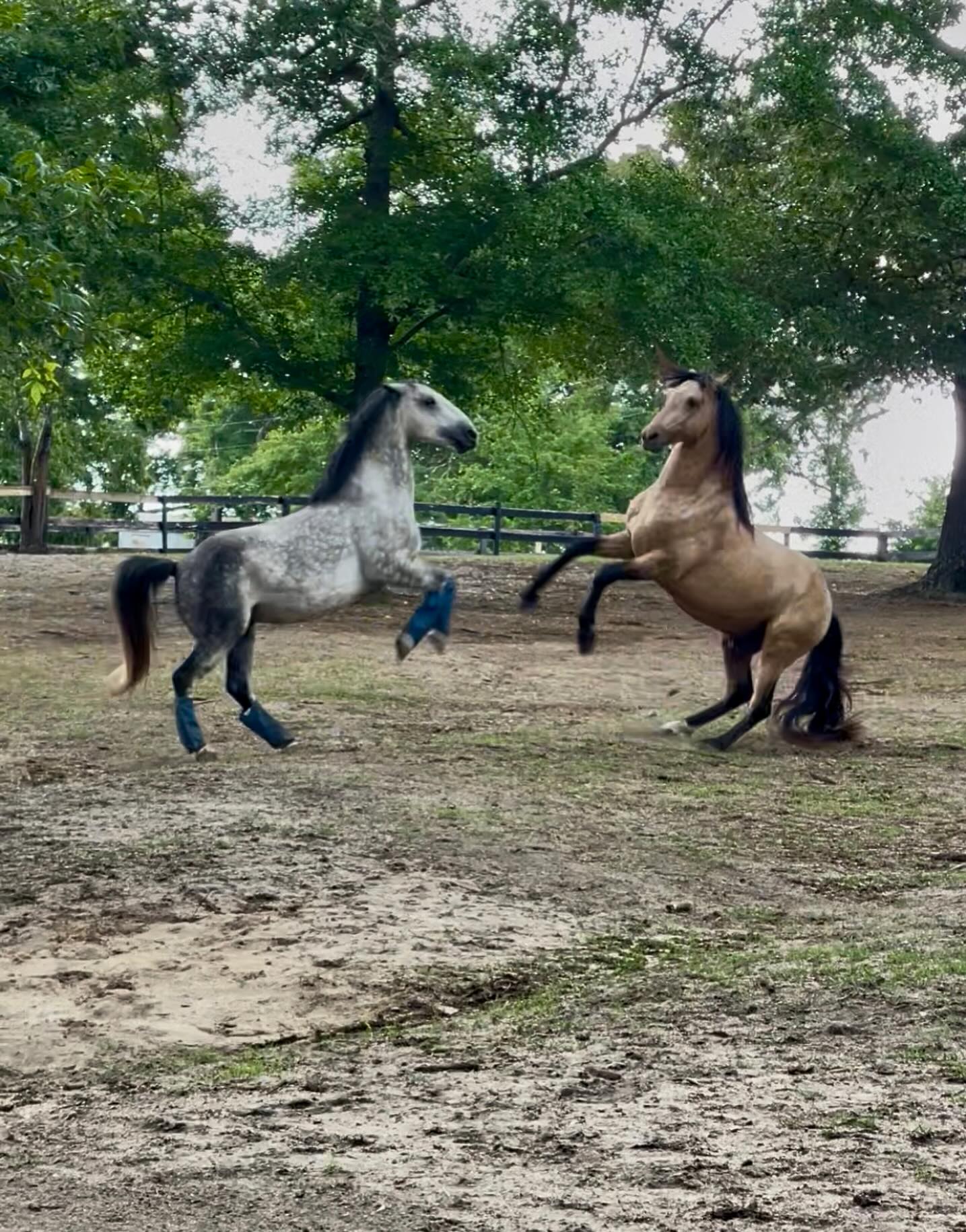 The more I searched and dove into education the more it became abundantly clear to me that the answers were laid in the bedrock of the earth.
My educational journey led me full circle, all the way back to what I had already known and felt with everything in me. That in following nature and the flow of synchronicity we make simple what seems to have been deemed difficult.
I was reminded of this yet again the other day when I was out dragging the pastures. The barn swallows who nest on the farm quickly tuned in to me dragging = me stirring up the bugs and giving them an easy meal. So every time they hear that chain drag clink around the swoop in. And it’s a beautiful dance, an effortless flow of energy as they weave and dive through the air catching the bugs.
All living things want to live in harmony. They want that effortless flow of energy and the exchange of coexistence. Our horses are no different.