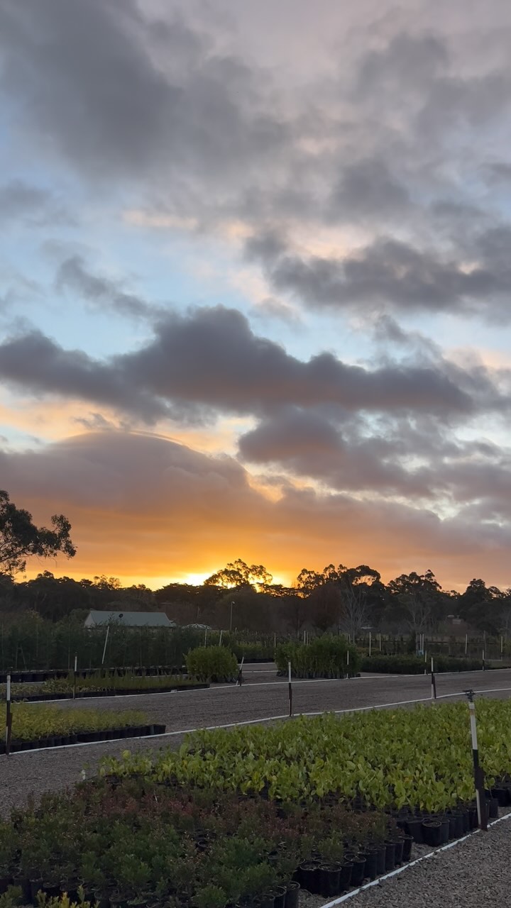 A frigid and windy morning at Bundameer but still seriously stunning!!!! How cool are those clouds!?
.
.
.
.
#wholesalenursery #winteraustralia #morningtonpeninsula