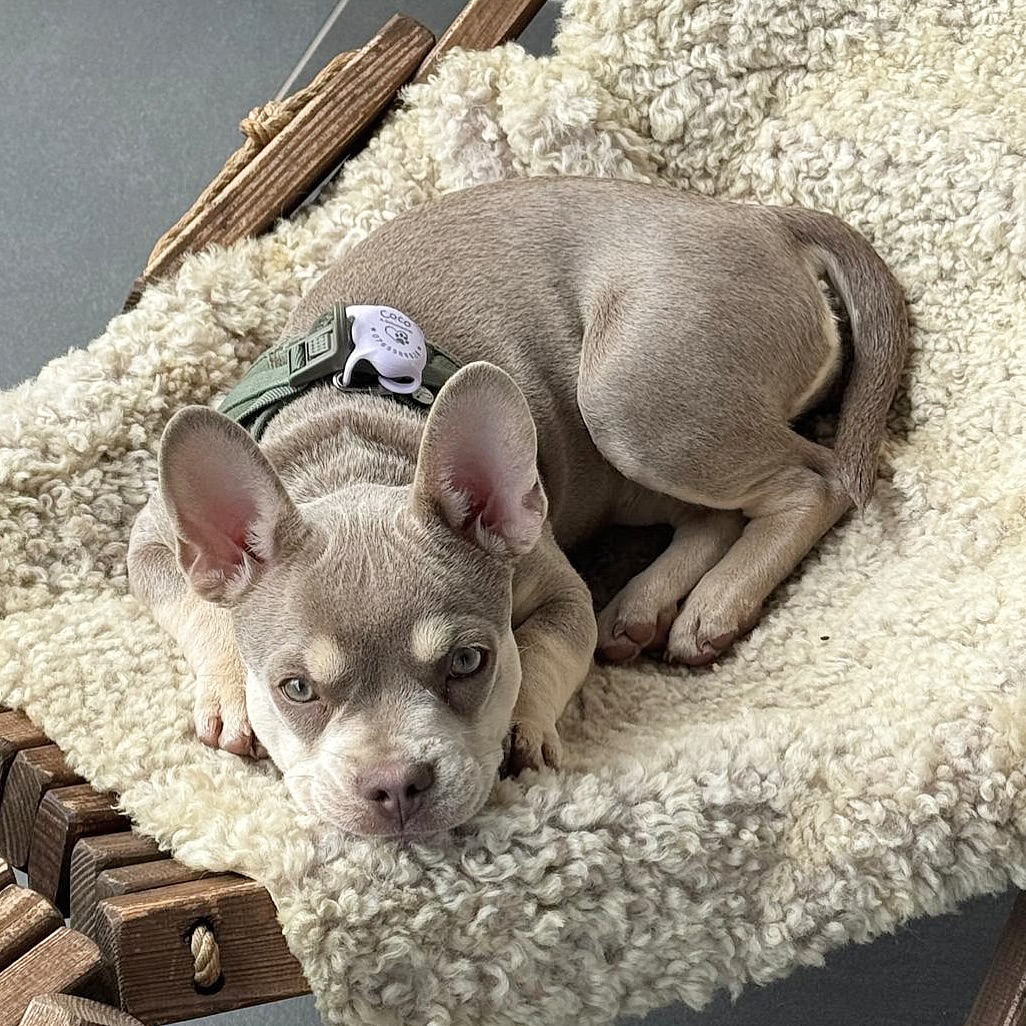 LYANA 😍❤️
Bezaubernde #Nachzucht in Isabella Tan ✨
Weg von extrem flachen Gesichtern und stark gedrungenen Körpern – hin zu mehr Funktionalität und Lebensqualität. Die kleine Lyana zeigt, wie es anders gehen kann. Wir sind schon jetzt ganz gespannt, wie sie später aussieht, wenn sie gross ist. Eines steht fest: Wunderschön sowieso – und von ihrer Familie über alles geliebt. 🥰
Wir stehen zu 100 % hinter dem, was wir tun, und geben alles, um jeden Tag ein bisschen besser zu werden.
Geschmäcker sind verschieden – aber für uns steht fest: Lebensqualität darf kein Kompromiss sein. 🙏
#AlphaBully #sportlichebulldogge #französischebulldoggen #bulldoggswithnoses #bullymitnase #healthyfrenchie #frenchiesofinstagram #sportlichefrenchies #nasenbär #retrofrenchie #französischebulldogge #französischebulldoggedeutschland #französischebulldoggeschweiz #bullysmitnase #frenchiebreeder #bulldoggezüchter