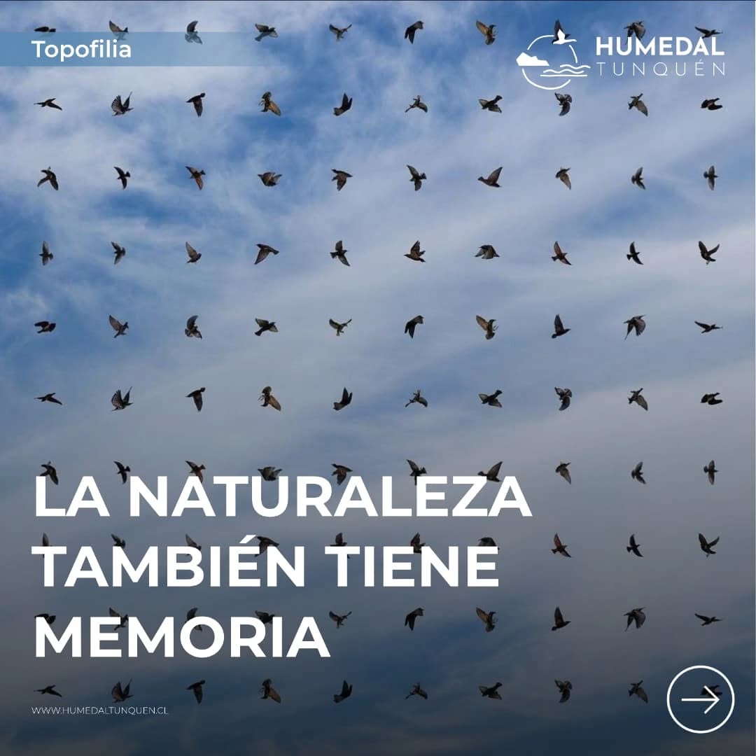 En el Santuario de la Naturaleza Humedal Tunquén, te invitamos a conectar con este espacio único. A sentir la topofilia que despierta su belleza, y a ser testigo de la filopatría que guía a tantas especies a volver a casa. 🏡
¿Qué es lo que más te conecta con Tunquén? ¡Cuéntanos en los comentarios! 👇
#HumedalTunquén #SantuarioDeLaNaturaleza #Topofilia #Filopatría #Conservación #Naturaleza #Chile #Aves #Pilpilenes #Conexión #AmorPorLaNaturaleza #Biodiversidad