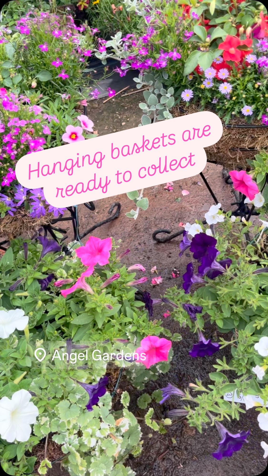 All pre ordered hanging baskets are now ready for collection 🌸