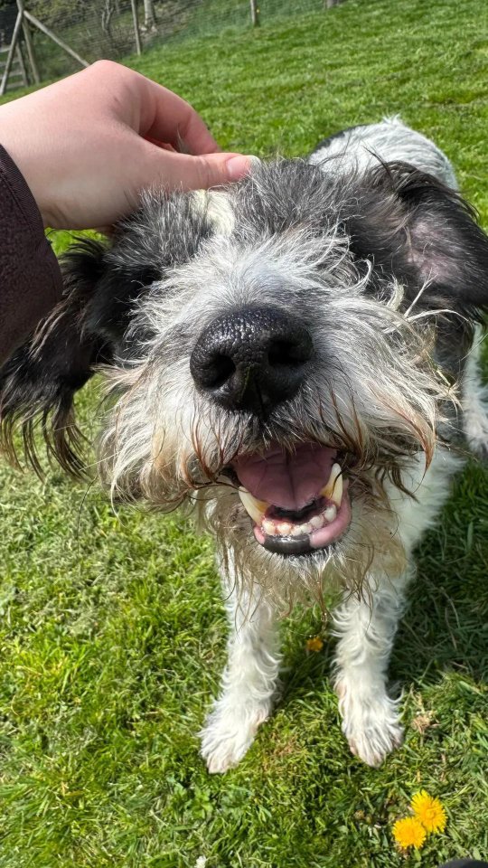 The sun has been shining and we've been having so much fun with our doggy guests 🐶💕
#dogboarding #yorkshiredog #dogwalkers #funnydogs #happydogs #smilingdogs #dogsholiday