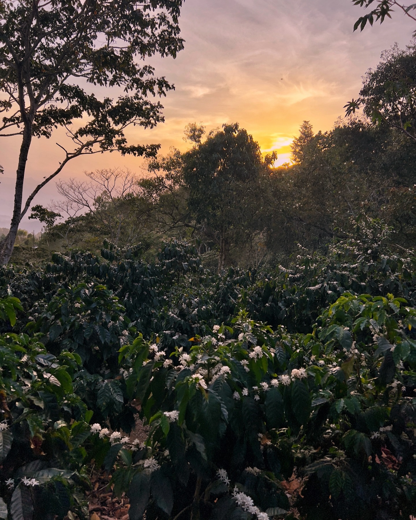 Golden hour meets coffee blossom season.
At El Gigante, every sunrise marks the beginning of something extraordinary.
Cosecha 2026 is already in bloom.
#ElGiganteEstate #CoffeeBlossom #Cosecha2026 #GuatemalanCoffee #SpecialtyCoffee #CoffeeFarmMagic