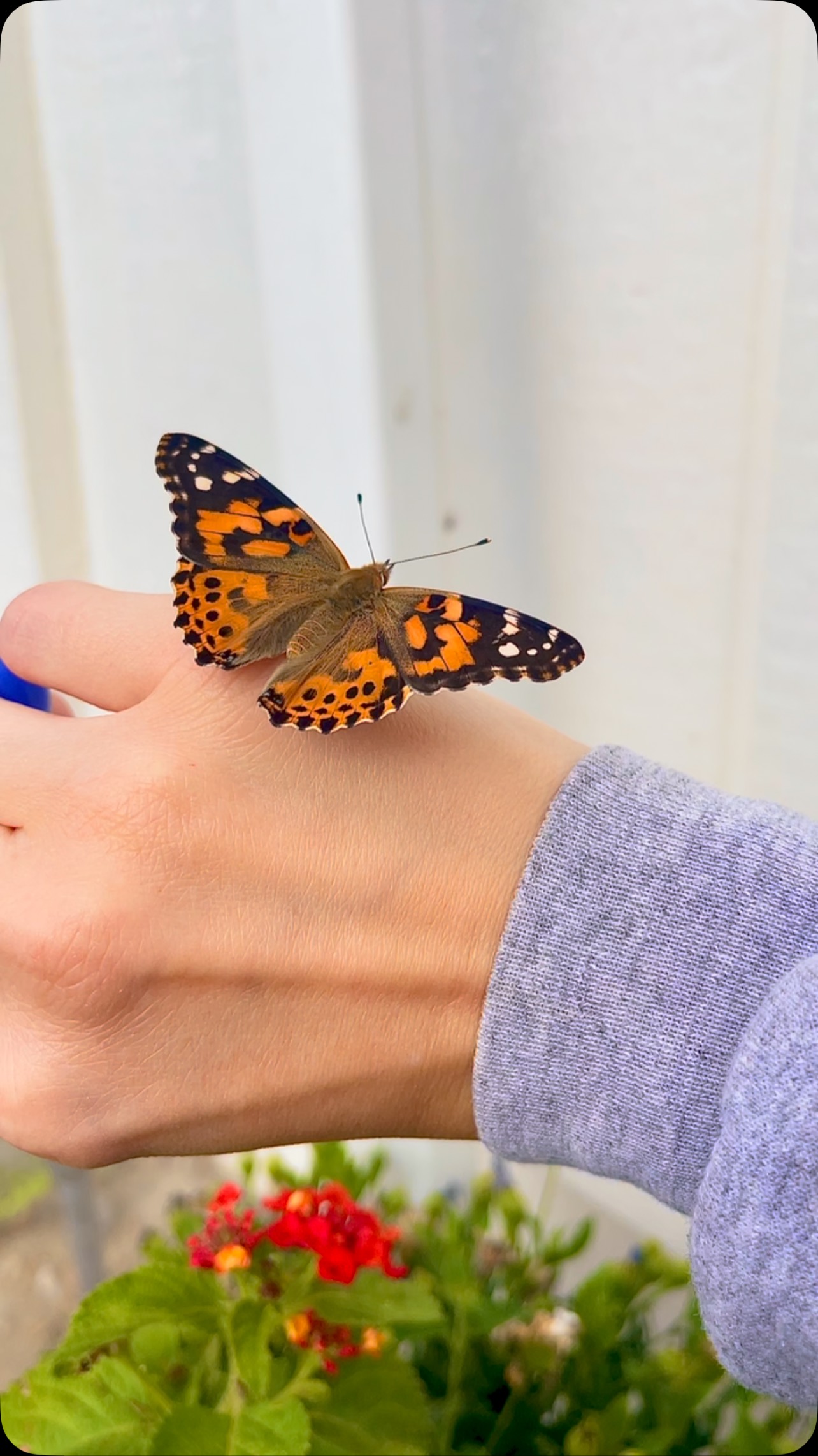 Painted Lady butterflies taste with their feet! When she walks on my hand, sheâs actually âtastingâ meâhow wild is that? Nature is full of surprises!
#ButterflyFacts #PaintedLady #Blackborg #ButterflyWonder#butterflysanctuary #paintedladybutterfly #pollinatorgarden #butterflylifecycle #butterflykits #naturelovers #handsonlearning #naturelovers #butterflyrelease