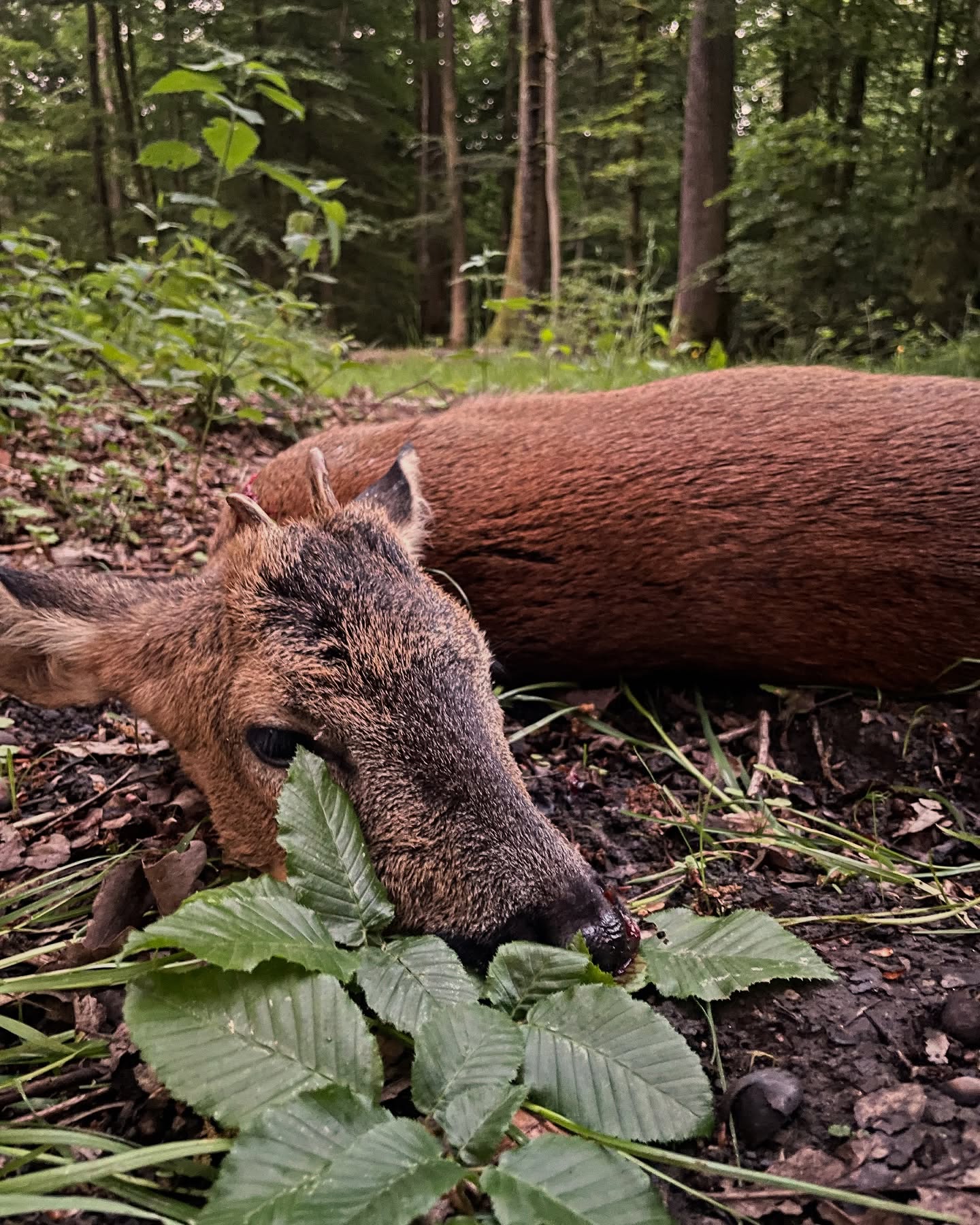 Waidmannsheil 🍀
Heute Morgen hat es mal wieder gepasst. Neben Sauen und Rotwild im Anblick, konnte ich diesen passenden Bock heute Morgen erlegen.
Auch aus diesem Bock werd ich wieder einige leckere Sachen zaubern.
Ein guter Start in den Vatertag ✌️
#rehwild #jagd #jagdistleidenschaft #rehwildansitz #wildbret #wildbretverarbeitung #jagdmomente #jagdmitfreunden #jagdistdemut #jagdschutz #jagdschutzrlp #jagdistmehralsnurschießen #jagdistverantwortung