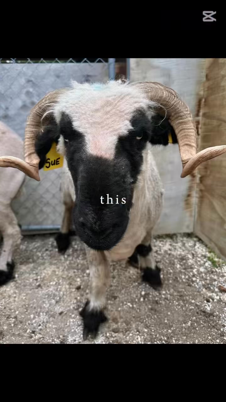 At the end of May seems the ideal time to recap March and April!
🦌 Cervine season came, stags were collected, straws despatched and returns processed
🐮 bulls began arriving steadily at the centre
🚗 the team have travelled some kms the last couple of months with on farm collections, AI and fertility testing
🐏 sheep AI and ET programmes started
🤠 Charlotte, Jo and Ruby ventured across the ditch
✈️ we cleared 5 sheep semen imports
🎤 some of the crew managed to get to Chris Stapleton while the rest of us experienced it vicariously through Snapchats
🍂 the walnuts fell and we started to prep for those colder mornings
We will share what we have done in May once we catch a breath