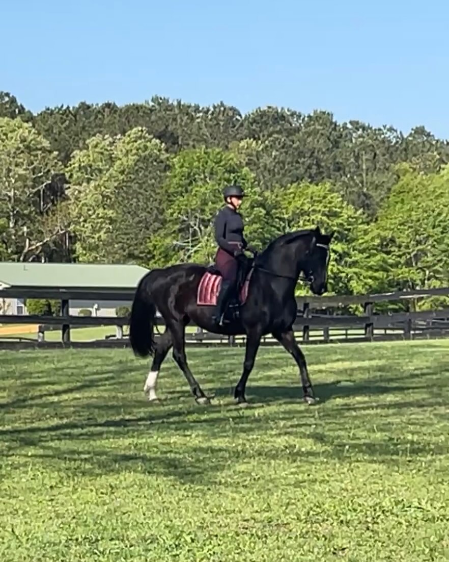 Sometimes I forget that when I post on Facebook it doesn’t add posts to my business page here on Instagram 🙃
There’s been a lot going on these last few weeks and I have some availability opening up in my schedule come June as well as some other announcements.
Luna is officially being offered for sale and is looking for her next dance partner to show off with ❤️ this was a very hard decision to make but one that needed to be done. If you are interested or know someone who might be, please message me here or through my website!
Manny has been doing beautifully under saddle and I couldn’t be more proud of how he continues to grow as a young stallion ❤️
Ollie is officially back to doing lessons! There is limited availability in his schedule, please reach out and message if you are interested in taking lessons with him.
I have availability (one and a half spots) for my travel day teaching in Aiken!
And lastly…. I have one full training and one partial training spot available come June!
If you are interested in any of these services or in Luna, please send me a message! ❤️
#dressagetrainer #pocequestrian #dressagehorse #classicadressage #ridinginstructor