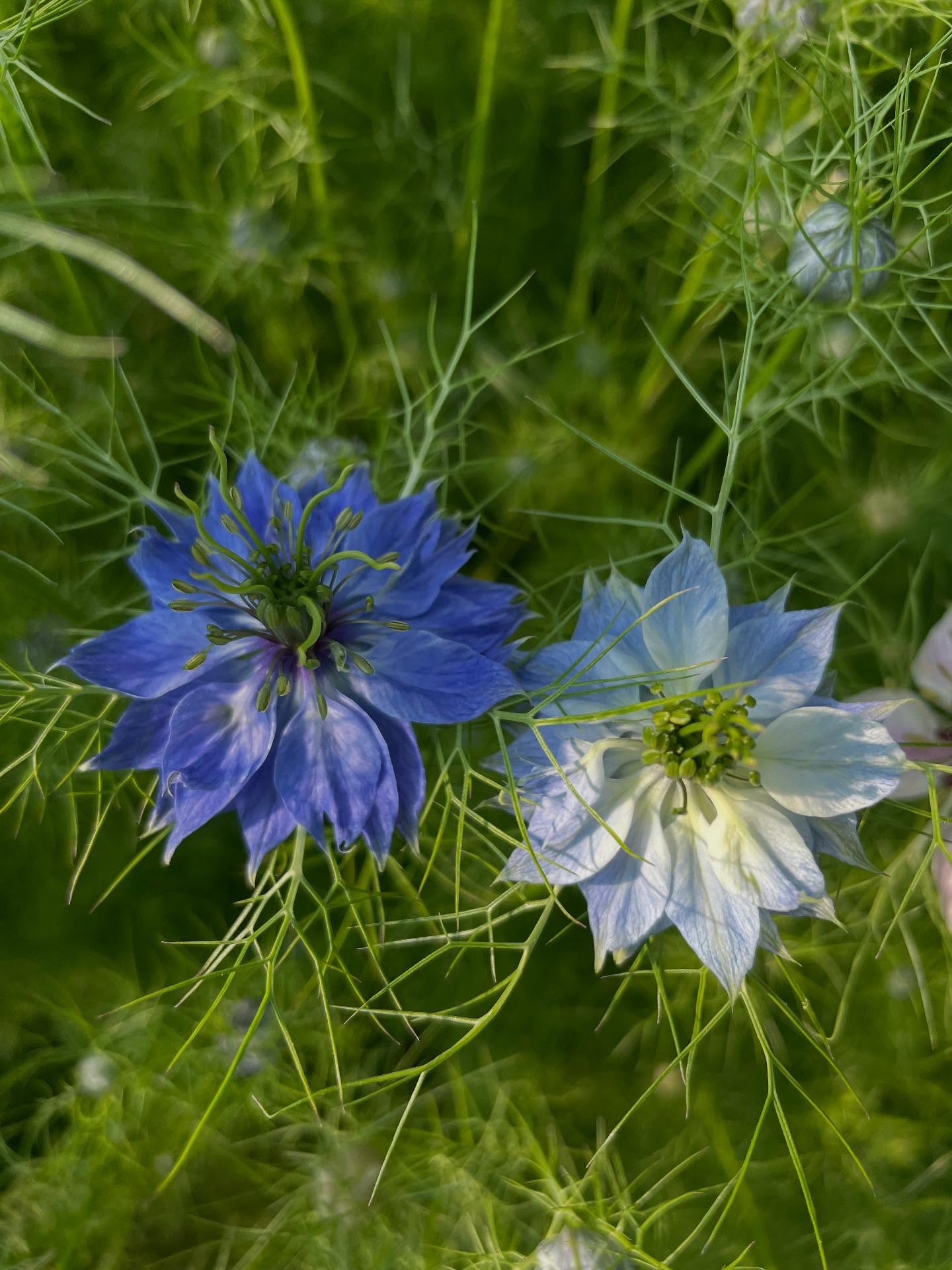 Spending mornings harvesting these beautiful gems 💎
Love-in-the-must - the perfect name for a delicate blue bloom