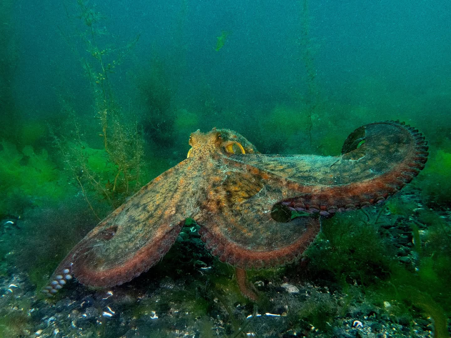 Over the weekend we saw 7 octopus on our dives. Definitely in the midst of an octopus bloom at the moment
Loads more photos to come soon
@porthkerris.divers
#octopus #photographer #diving #padi #diver #sealife
#underwaterphotographer #olympus #omsystem #omsystemcameras #nauticam #nauticamhousings #inon #kelp #wideanglephotography #uwphoto #underwaterphotography #underwater #ocean #oceanlove #underwaterworld #diving #scuba #scubadivinglife #wildlifephotography #underwatershots #wildlifeonearth