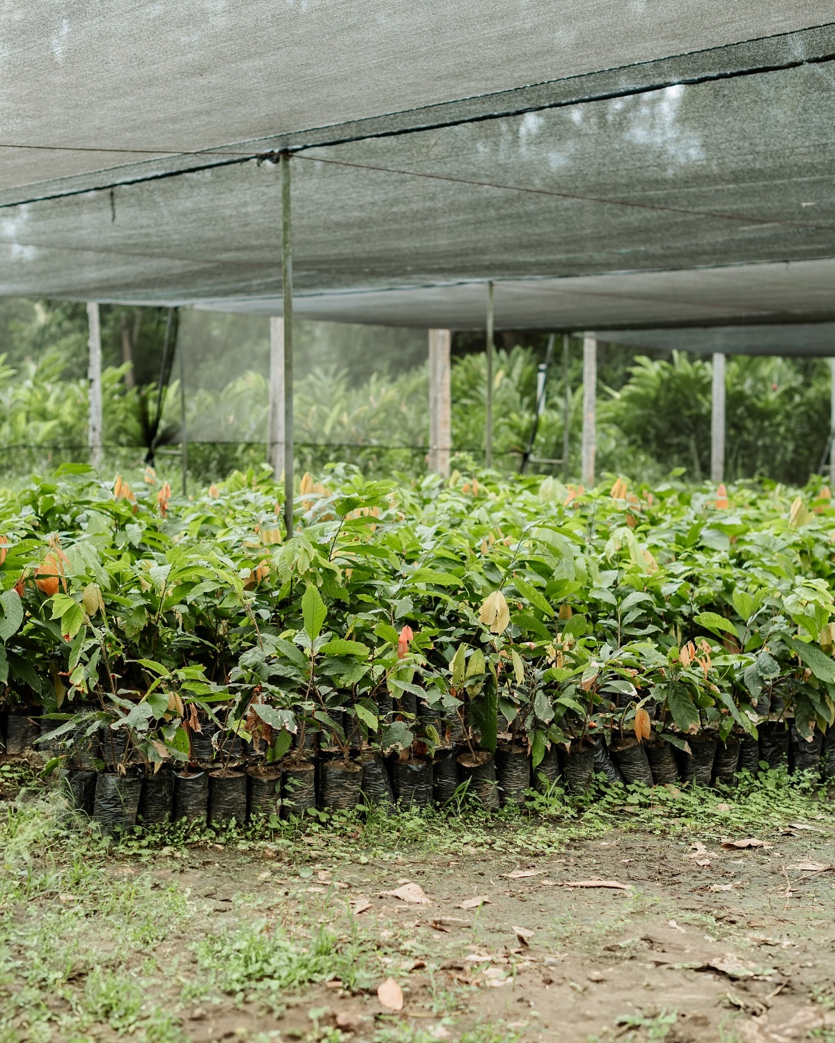 Every story has a beginning. For cacao, it starts with a seed.
A tiny life that, with daily care and quiet patience, grows into a tree, a pod, a taste. π±
Before the trees, before the pods, before the chocolate, there are hands that plant, water, and wait. It all starts here. π«