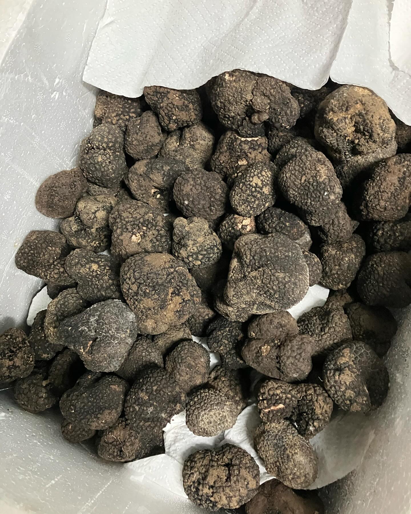 ✨ Fresh from Italy — Black Summer Truffle. The ultimate indulgence for your taste buds. 🇮🇹🍽️
#truffleseason #freshtruffle #jakartafood #foodies