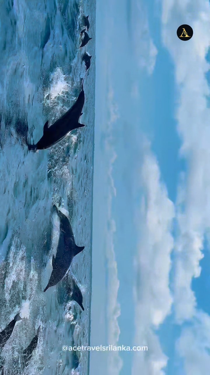 Now you see why we say: come to Sri Lanka 🇱🇰 Look at them — untamed, playful, powerful 🐬
#acediaries #acetravelsrilanka #srilanka #srilankatravel #dolphinspotting