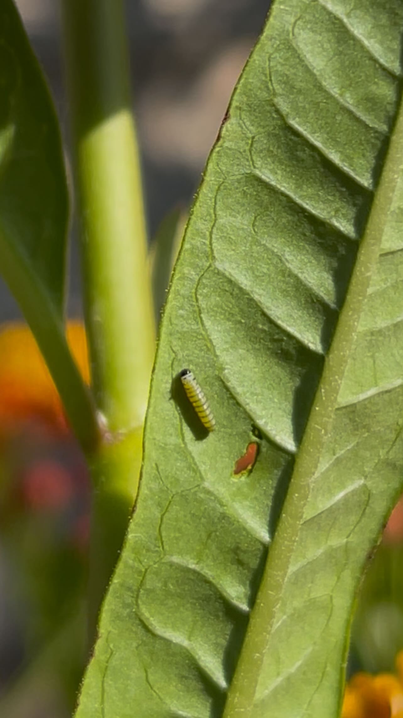 ⨠Remember those tiny, pearl-like eggs we saw just a few days ago? Now look at them! đđ These baby Monarch caterpillars have hatched and are already busy munching on milkweed. Itâs amazing how fast the magic begins. From barely visible to tiny moversânature never stops being awe-inspiring! đżđŚ
#Blackborg #MonarchCaterpillars #ButterflySanctuary #MilkweedMagic #TinyButMighty #NatureInRealTime #ButterflyJourney #CaterpillarChronicles#butterflysanctuary #pollinatorgarden #butterflylifecycle #monarch #butterflies