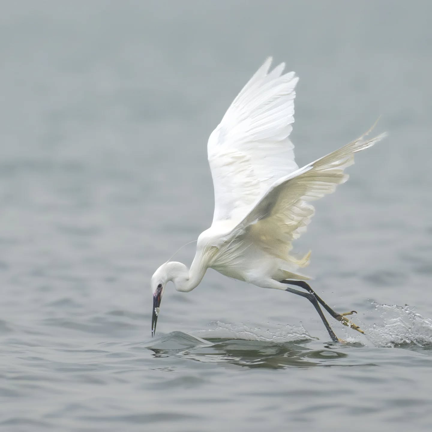 Intermediate Egret scooping a fish off the surface of the water. Grace itself
@aneyefordetails
#bird #birds #birdphotography #birdsofinstagram#animalsofinstagram #wildlifeofinstagram #wildlifephotography #nature #naturephotography #wild_perfection #wildlifeaddicts #nikon #nikonaasia #planetearth #nationalgeographic #hongkong