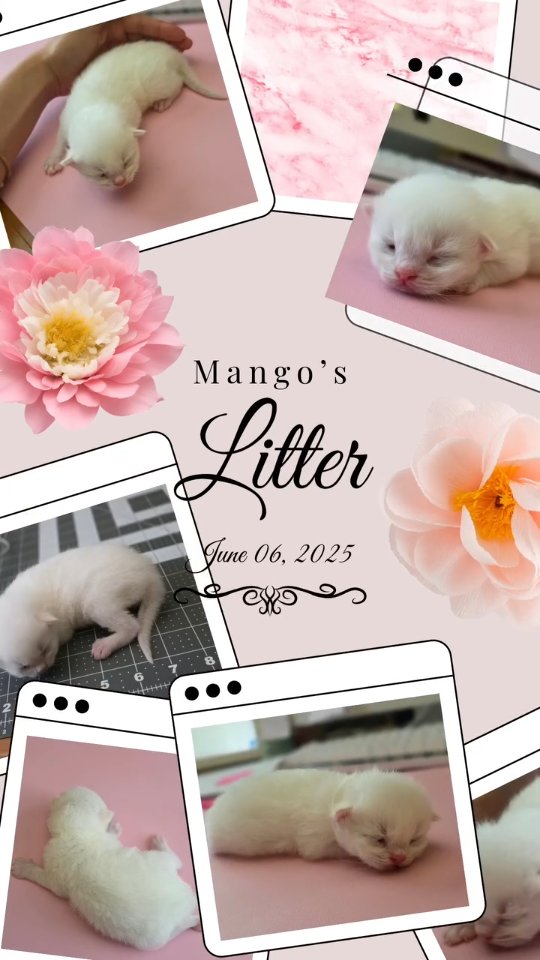 Are you interested in learning more?
Follow to keep track of future and upcoming Ragdoll kittens.
Email📧 MyChampionHeartRagdolls@gmail.com OR visit my website😊😶🌫️🌐
Website: MyChampionHeartRagdolls.com
𝐈𝐆 @ MyChampionHeart
𝐓𝐢𝐤-𝐓𝐨𝐤 @ MyChampionHeartRagdolls
𝐅𝐁: @ MCHRagdolls
YOUTUBE @ MyChampion Heart
Text: 310-733-0404
▪︎
▪︎
Thank you all for your support in following, liking, and sharing my post =) Thanks a million for your time!!
#mychampionheartragdolls #mychampionheart #mch #小猫萌萌哒 #bicolorragdollkittens #sealbicolor #bluebicolor #champıoncats #southerncalifornia #ca #calicats #kittensincali #kittensincalifornia