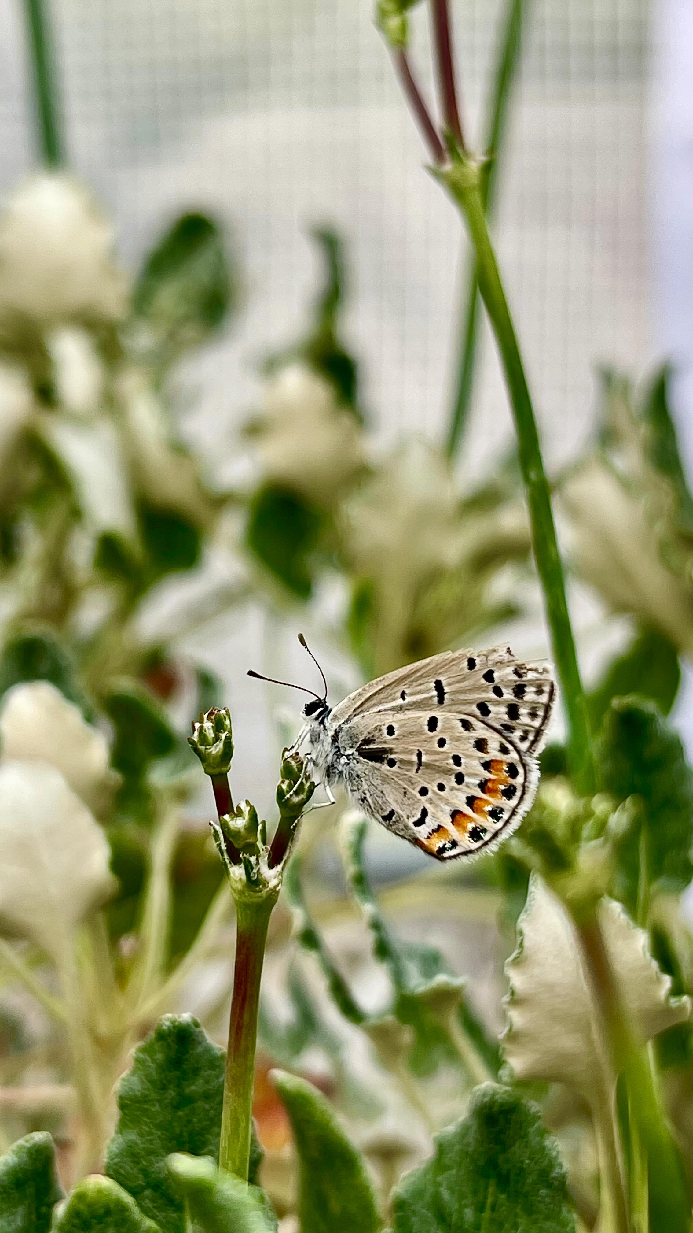 đż Meet the Acmon Blue đŚ
Tiny Wings, Big Impact
So small you might miss it⌠but up close, itâs a masterpiece.
The tiny orange spots, the soft shimmerânature really doesnât hold back, even in the tiniest details.
Building this sanctuary has made me notice things I used to overlook. Slowing down. Looking closer. Appreciating the quiet work of pollinators like this one.
#Blackborg #AcmonBlue #ButterflyWhispers #PollinatorMagic #BackyardSanctuary #SlowMoments #ButterflyLovers #GardenLife #ButterflyInspo #NatureDoesItBest#butterflysanctuary #pollinatorgarden #paintedladybutterfly #butterflylifecycle #butterflykits #naturelovers #handsonlearning #butterflyrelease