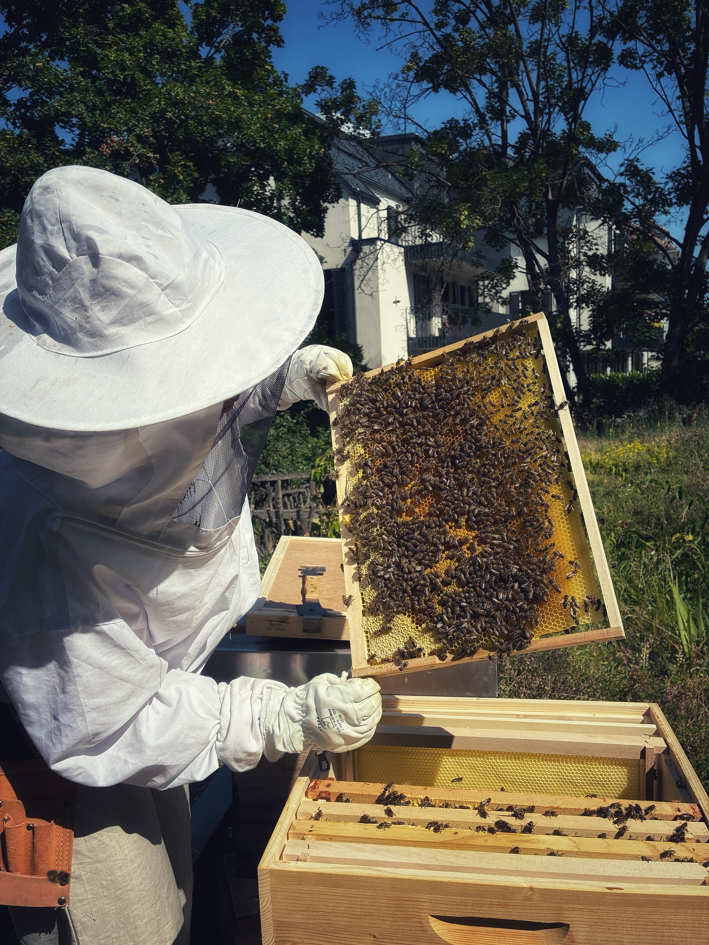 Frisch eingezogen und schon fleißig am Werk! 🐝
Einen Tag nach dem Bienentransport am @kinderfreunde_robinson_1190 haben wir die erste Durchsicht gemacht und die Völker fühlen sich sichtbar wohl! 💛
Im Brutnest sieht alles bestens aus:
Wir konnten offene und verdeckelte Brut erkennen, Ammenbienen sind aktiv bei der Pflege, ein Zeichen für eine stabile und gesunde Königin. Auch die Futterkränze sind gut gefüllt. 🍯
Besonders schön: Die Flugbienen starten mit ordentlich Power.💪 Es herrscht reger Flugbetrieb, und sie bringen bereits Nektar und Pollen ein. 🐝Ein tolles Signal, dass sie sich gut einleben und der neue Standort in Wien passt.
Wir sind richtig happy mit dem ersten Eindruck und freuen uns, gemeinsam mit den Bienen in eine spannende Saison zu starten… mitten am Robinsonspielplatz, mitten in der Stadt, aber trotzdem im Grünen! 🌿🐝
#BioImkerei
#Stadtimkerei
#Bienenliebe
#ImkernMitHerz
#NachhaltigeImkerei
#ÖsterreichischeImkerei
#BienenInWien
#Kinderfreunde
#BioHonig
#ImkereiÖsterreich
#Stadtbienen
#Bienenstandort
#HonigvomImker
#Bienenprojekt
#Umweltschutz
#Naturbewusst
#Pollenpower
#Bienenfreundlich
#RegionalUndBio
#Bestäubung
#LebensraumFürBienen
#NaturnahImkern
#KreislaufDerNatur
#Bienenpatenschaft
#NachhaltigkeitLeben
#WienerHonig
#Blühwiese
#ÖkologischeImkerei
#SummSummSumm