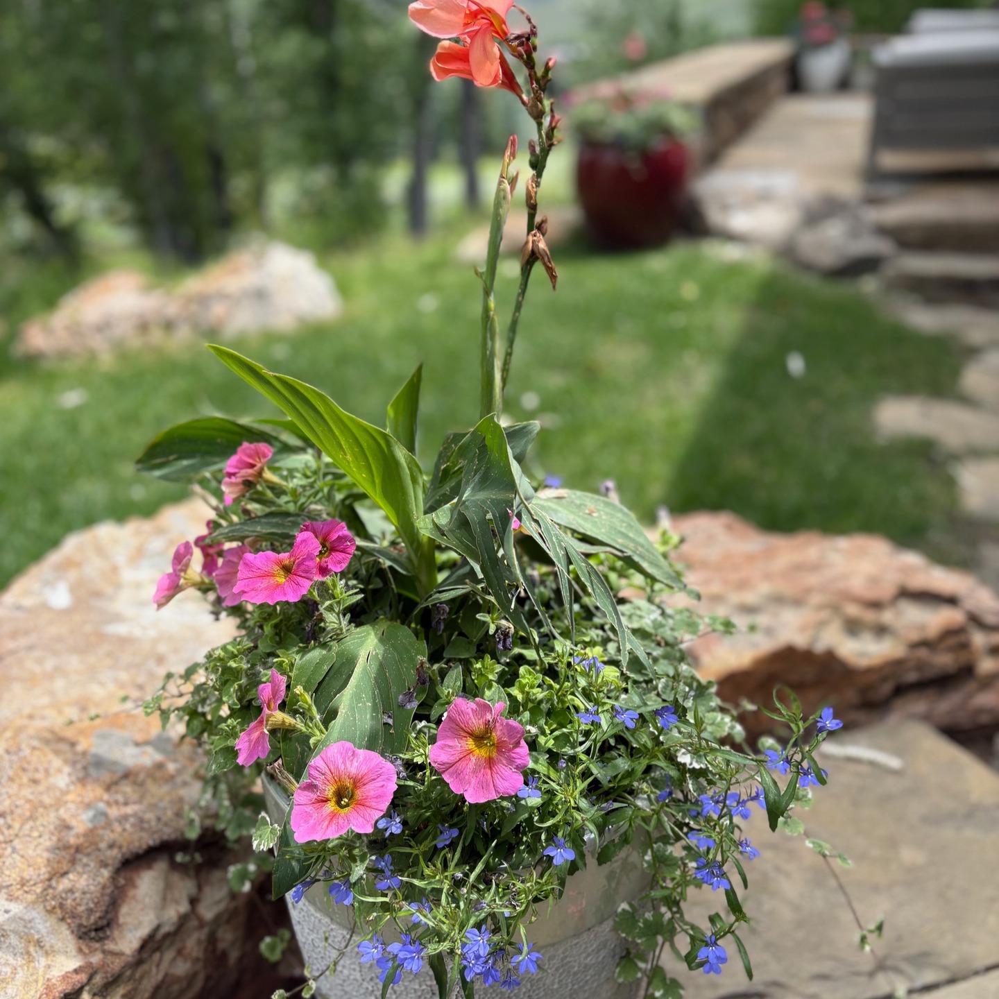 Plant lovers — ready to level up your potting game?
Give your roots the love they deserve with Drain Smart discs
Say goodbye to soggy soil and messy rocks. Drain Smart helps your plants drain evenly, prevents root rot, and keeps your containers clean and healthy
Now 10% OFF on Amazon — for a limited time!
Perfect for indoor + outdoor pots. Try it and see the difference!
Shop here: drainsmartusa.com and on Amazon
#DrainSmart #PlantLovers #SmartDrainage #HealthyRoots #PlantCare #GardeningTips #AmazonDeal #PlantSmarter