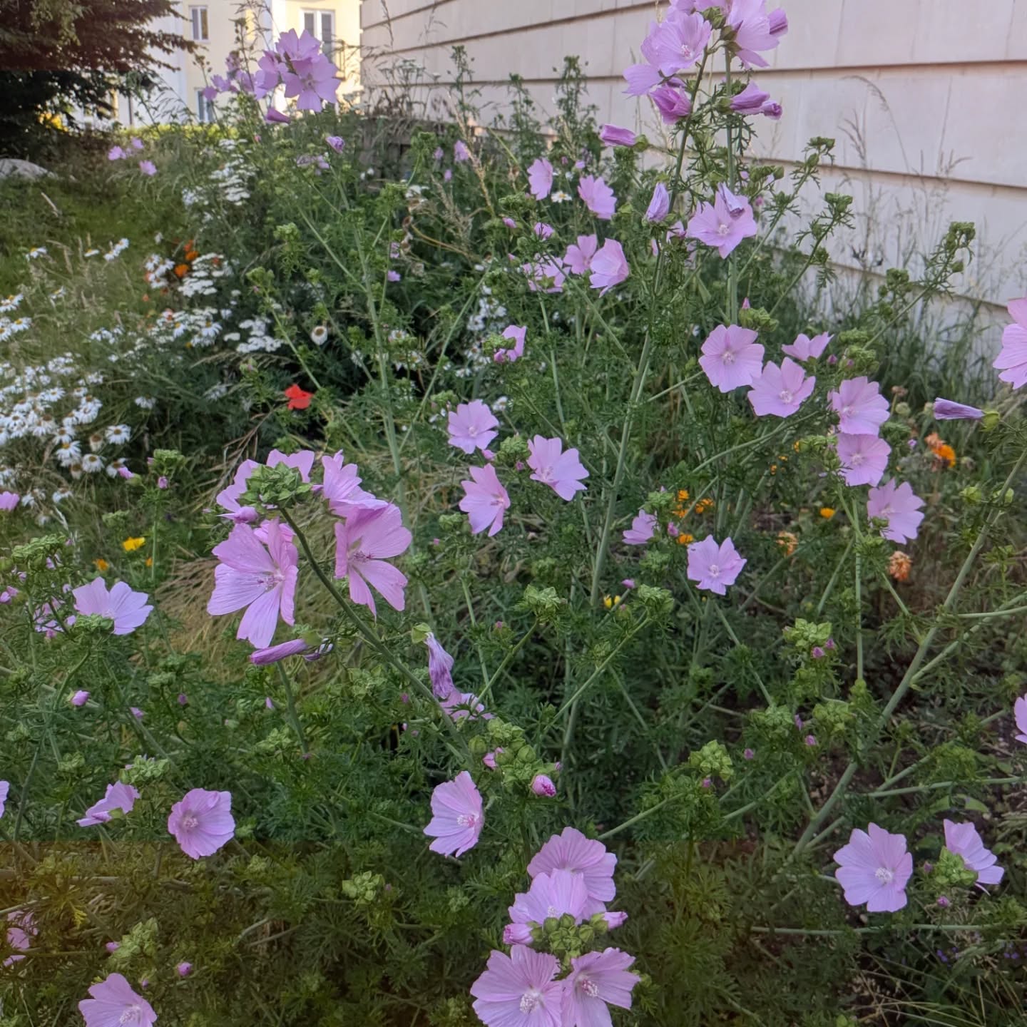 Wildflowers thriving on our hugel bed - the winter squash will take over as the season continues 🌸🎃
#hugelkultur #hugelbed #communitygarden #wildflowergarden #biodiversity