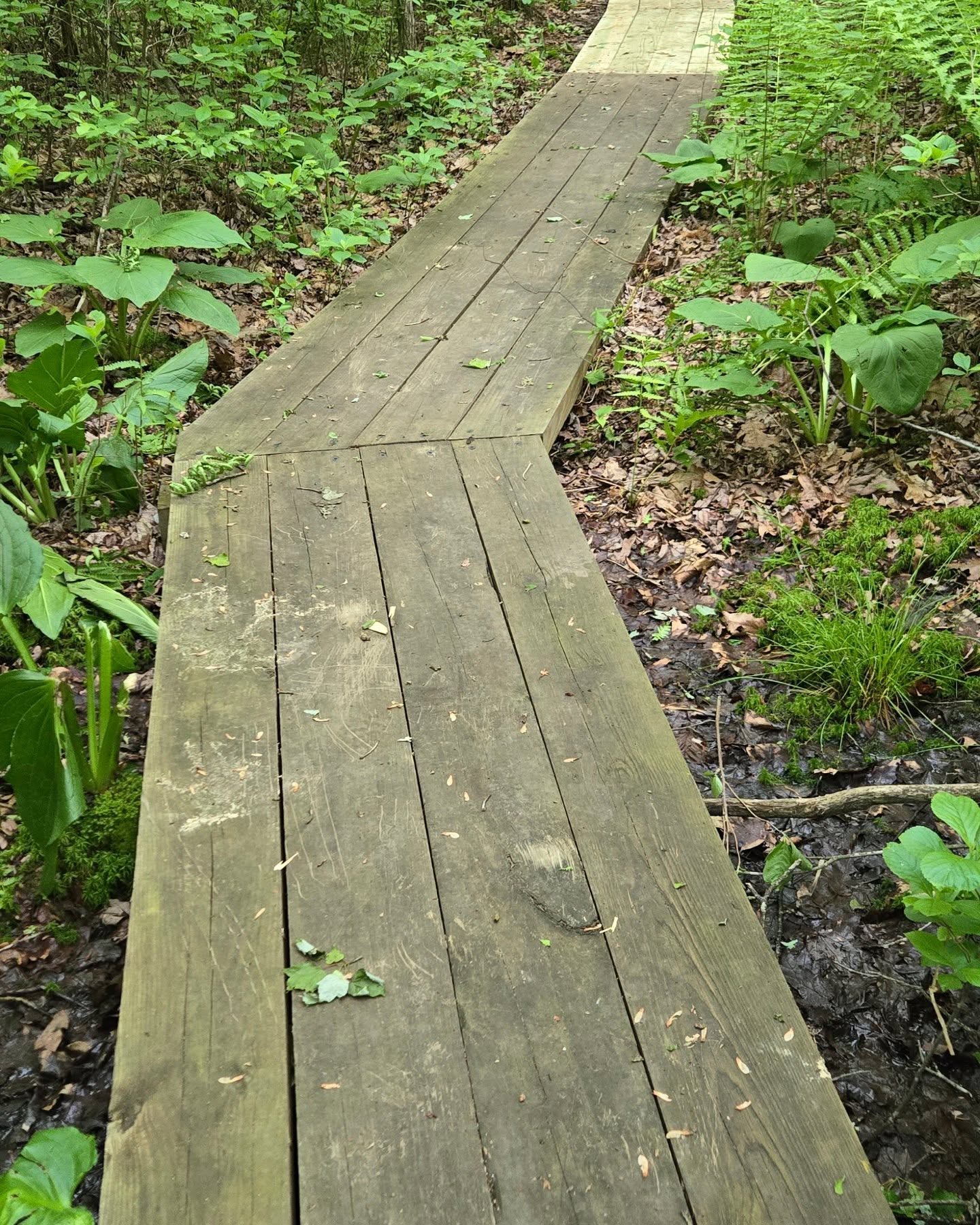 Our trails maintenance crew installed this bog bridge extension at our Miller Farm Preserve today keep hikers out of the muddy, squishy areas there. #millerfarmpreserve #easthaddamlandtrust #takeahike