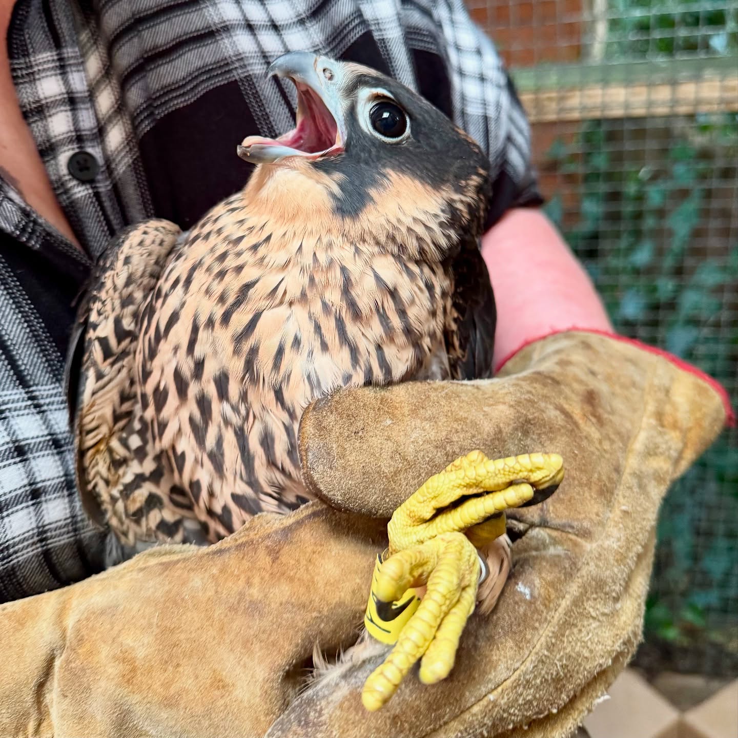 Check the news section of our website (link in bio) for a full run down of the Bradford Peregrines 2025 breeding season, and discover who our first ringed Bradford Peregrine juvenile is (yes that’s him in the photo and the music is a clue!)
#peregrine
#peregrinefalcon
#bradford