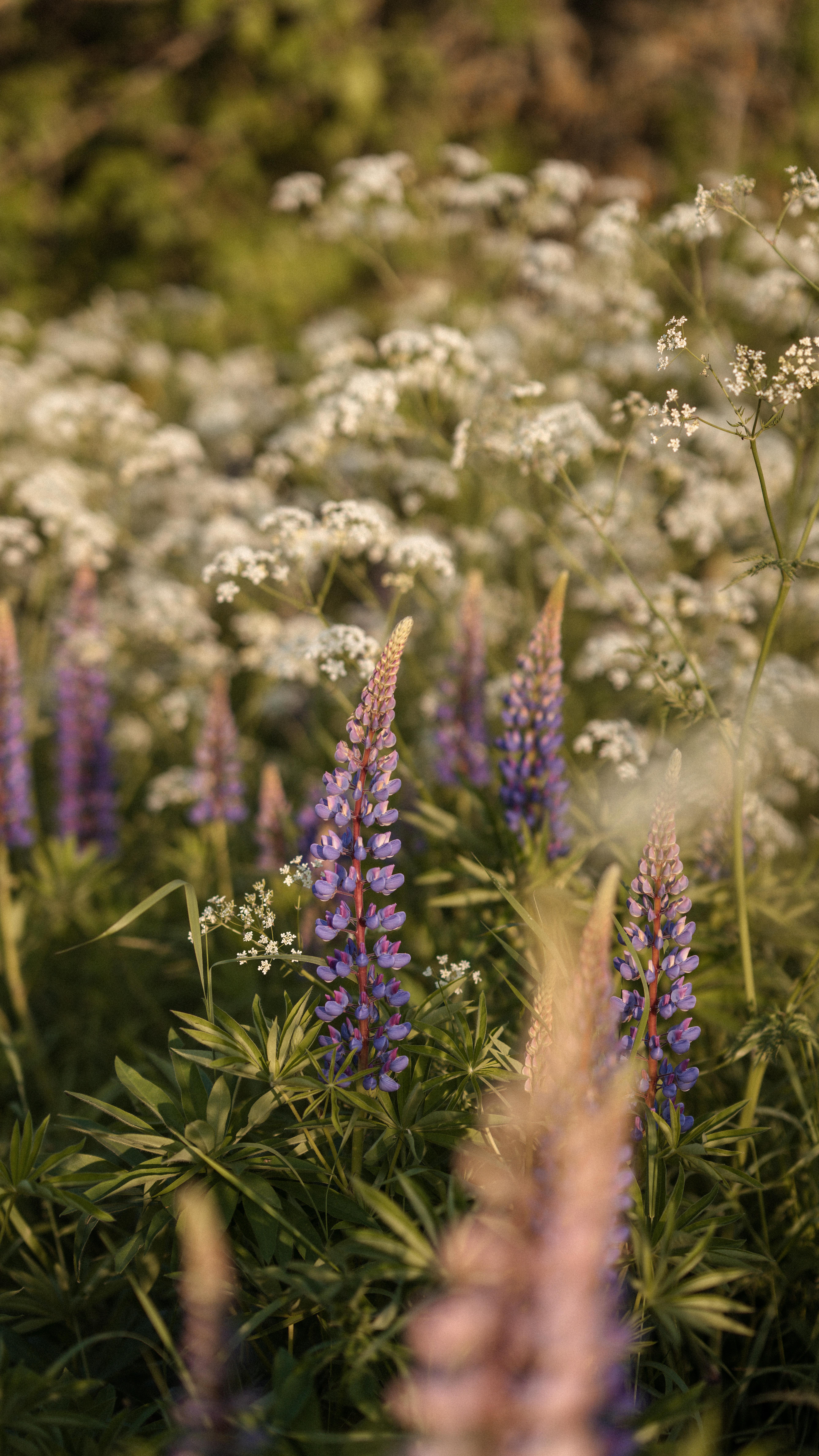 Oh I was dreaming of this all through January, February, March & beyond! The most magical time of the year is here. 🌸