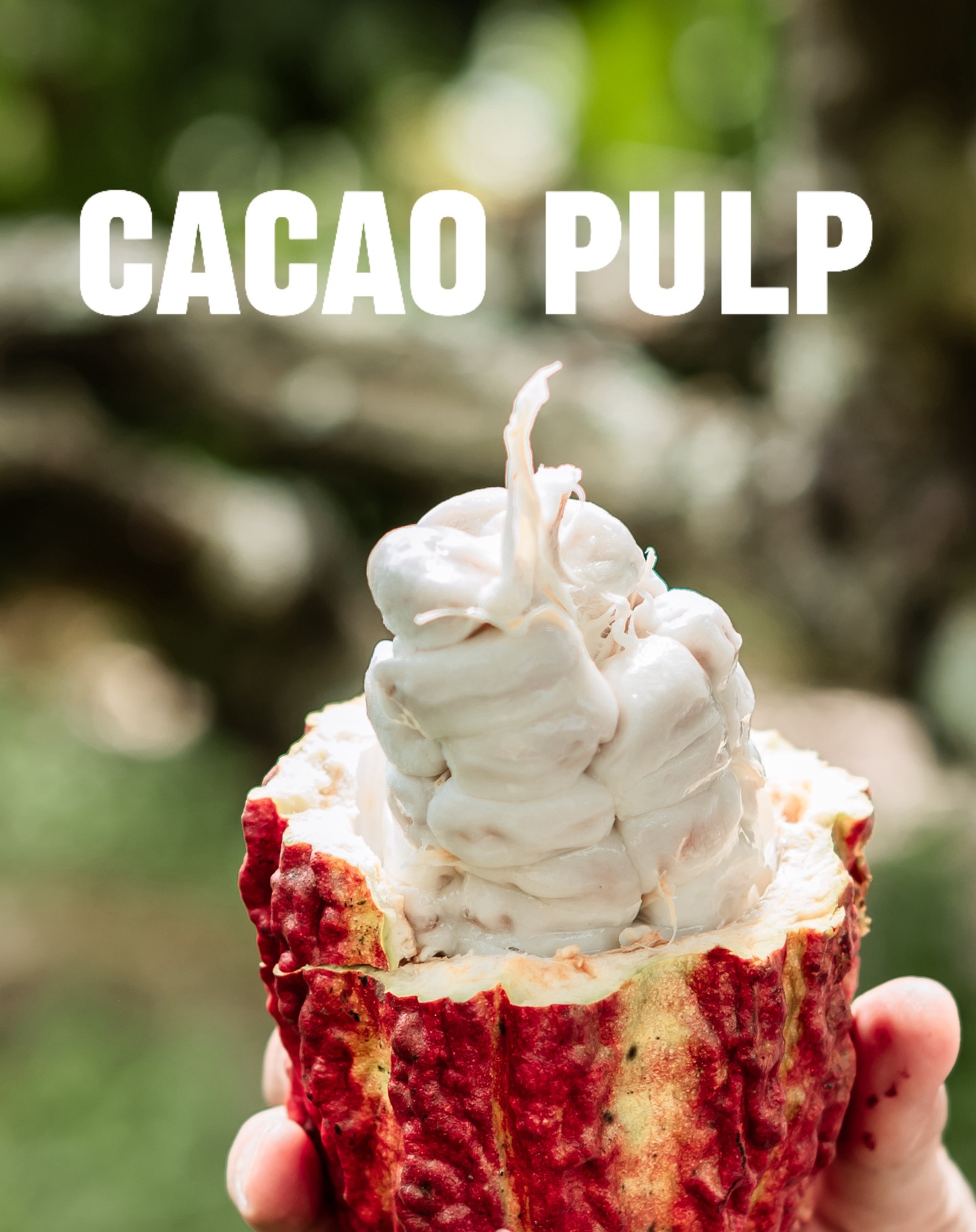 🌿✨ Did you know there’s a hidden treasure inside every cacao pod?
The cacao pulp, juicy, sweet, with a hint of tartness, has been enjoyed for generations in cacao growing regions. And now, from Hacienda Palo Santo, we’re proud to share it with the world as the refreshing, natural delight it is. 🍫💚
#cacaopulp #cacaobeans #ecuadoriancacao #cacaoecuatoriano #haciendapalosanto #cacaomass
